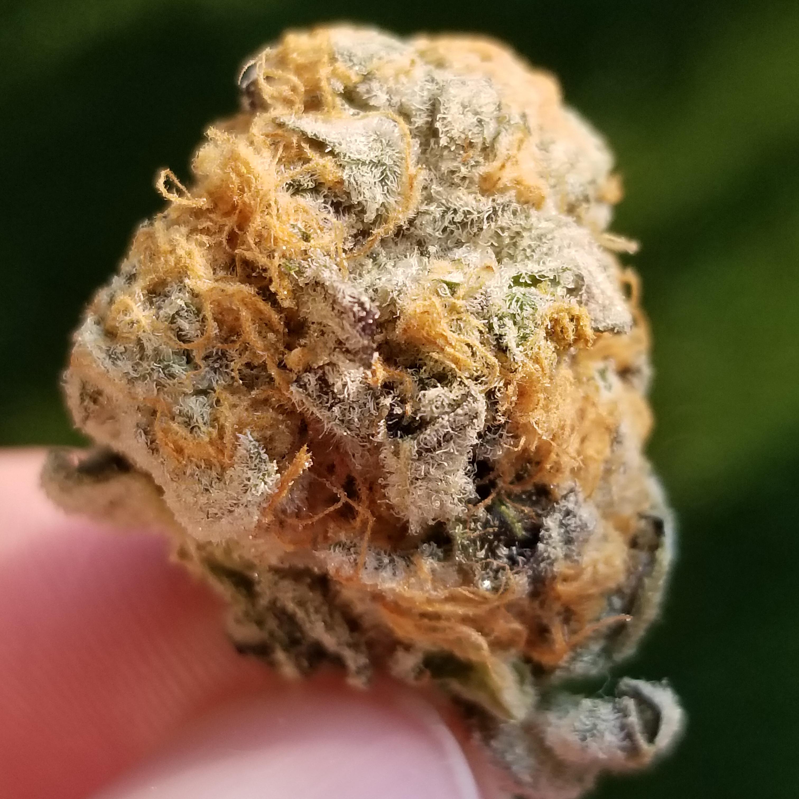 Wizard punch half half oz, last nug first 1/8 already. MDEnts