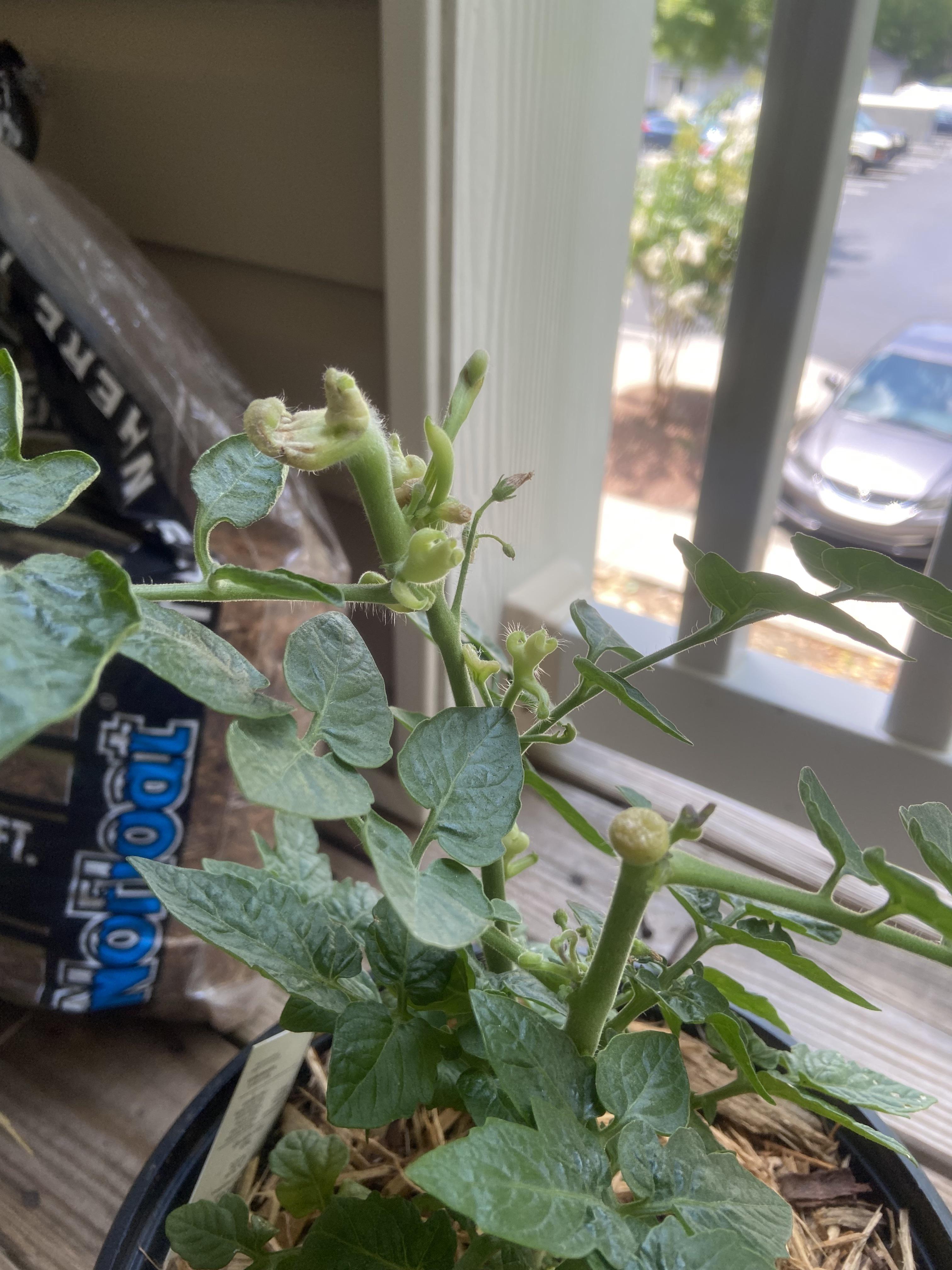 Can my tomato plant be saved? r/tomatoes