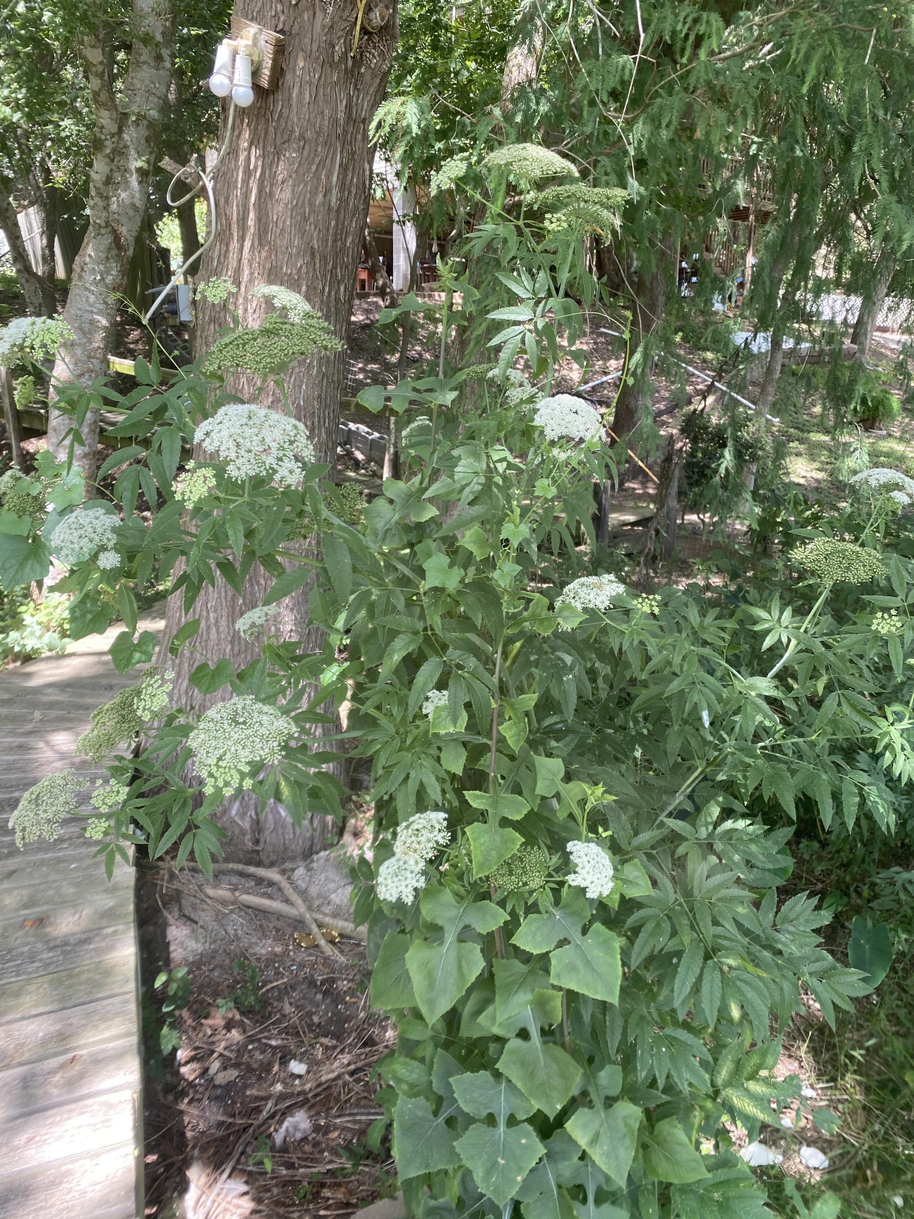 Is it poisonous? Found by the river in Gonzales Texas r/whatsthisplant