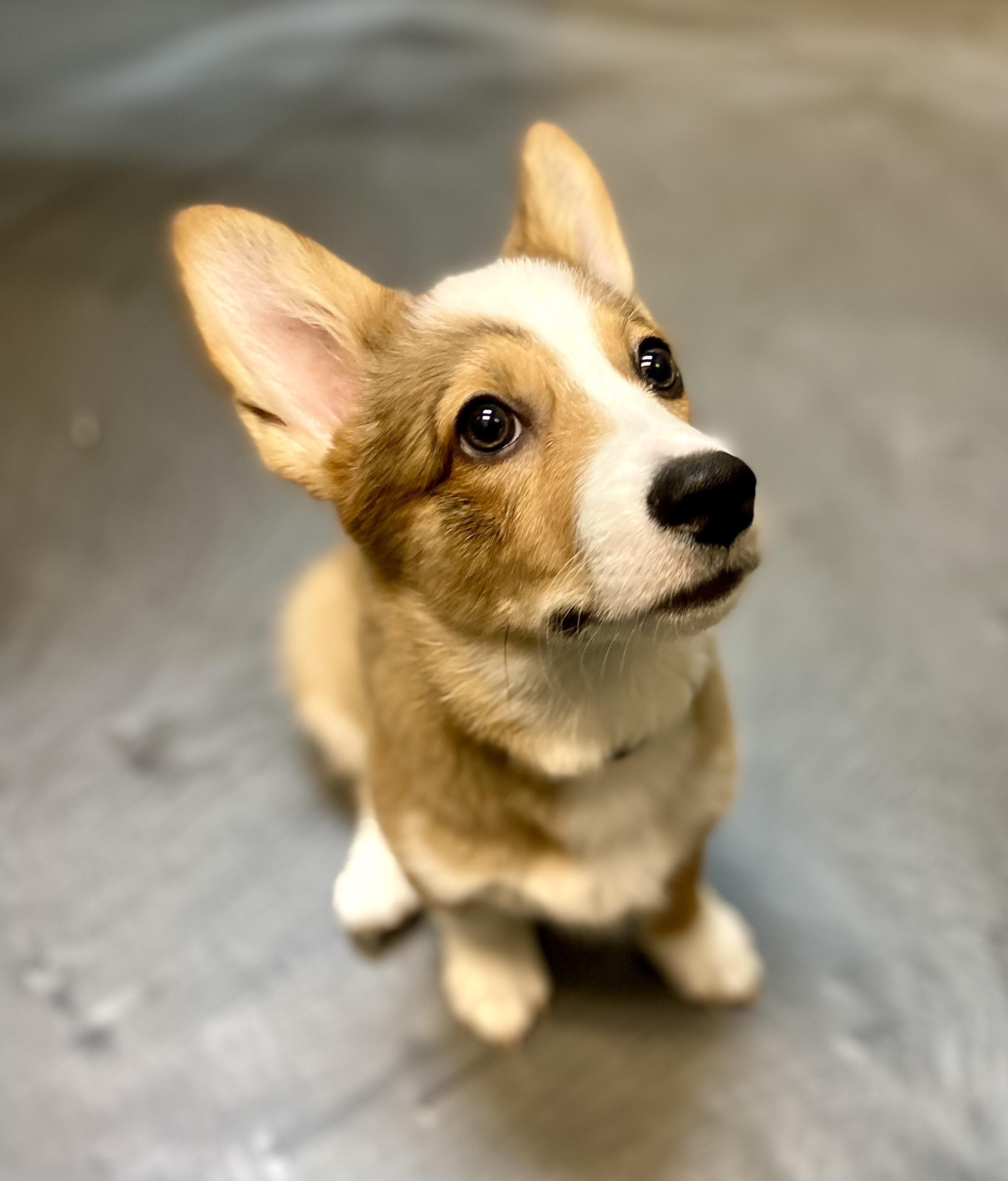 Hudson at the vet for his final set of shots. Let the walks begin! r