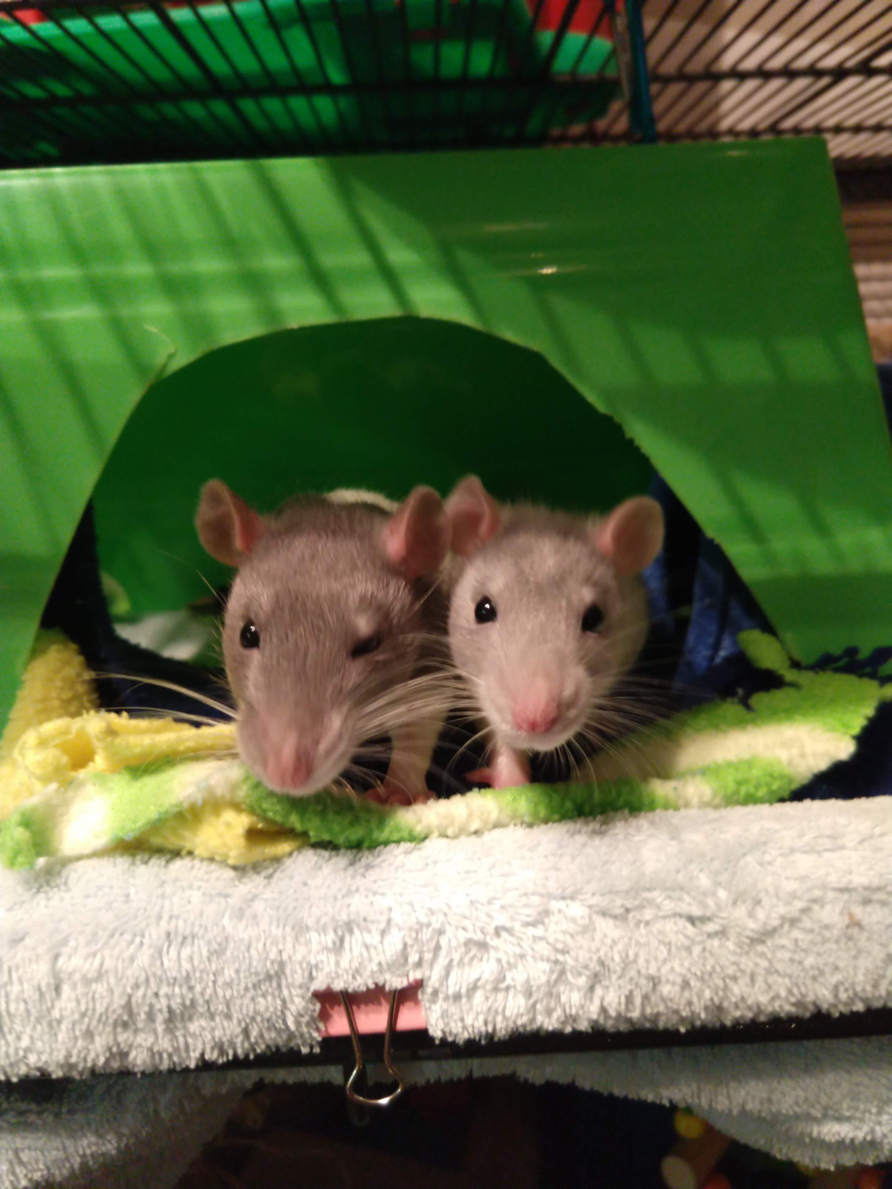 My rats are just about 4 years old. One is getting really skinny. How