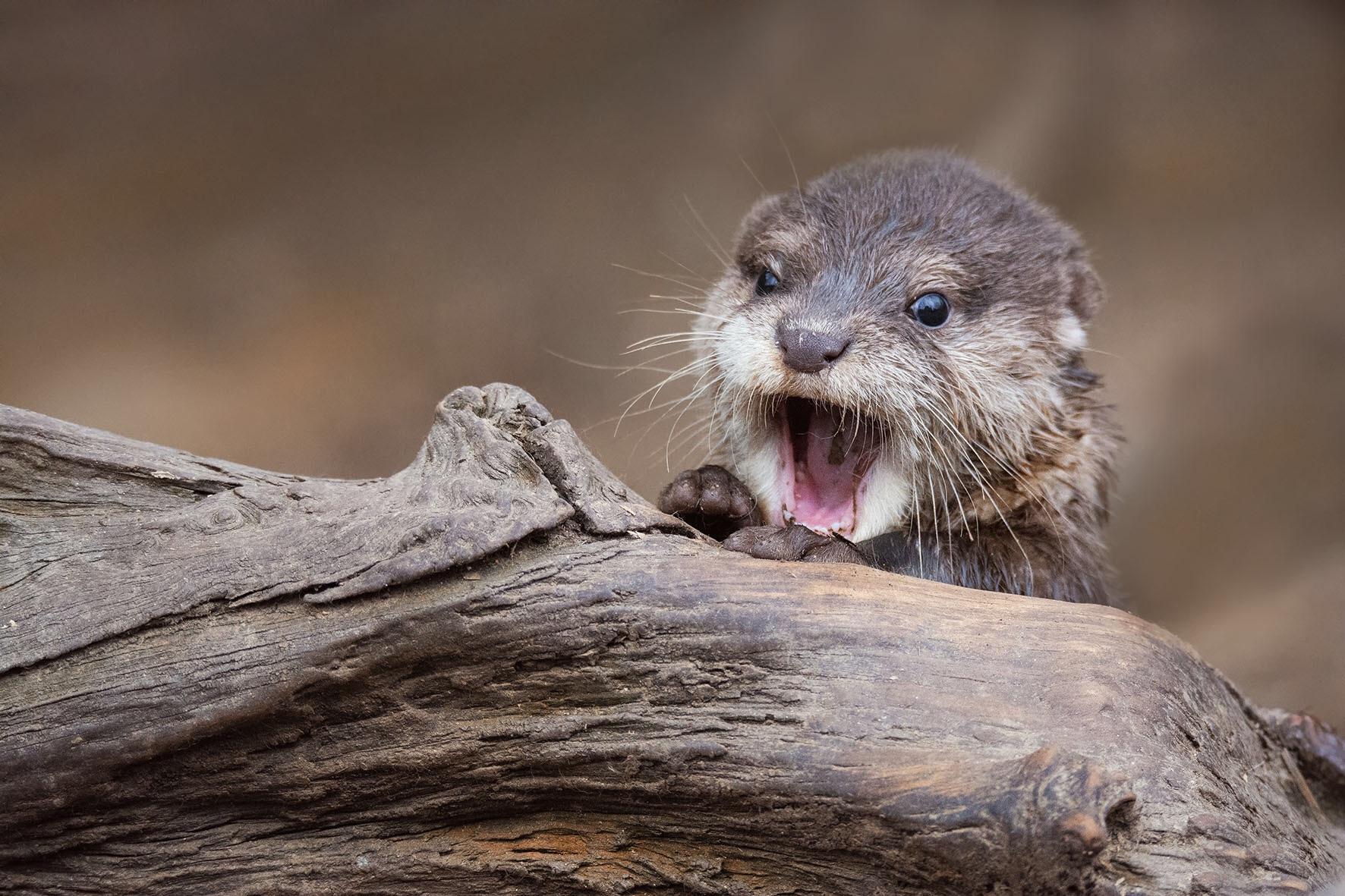 🔥 Young otter, very surprised at what it sees r/NatureIsFuckingLit