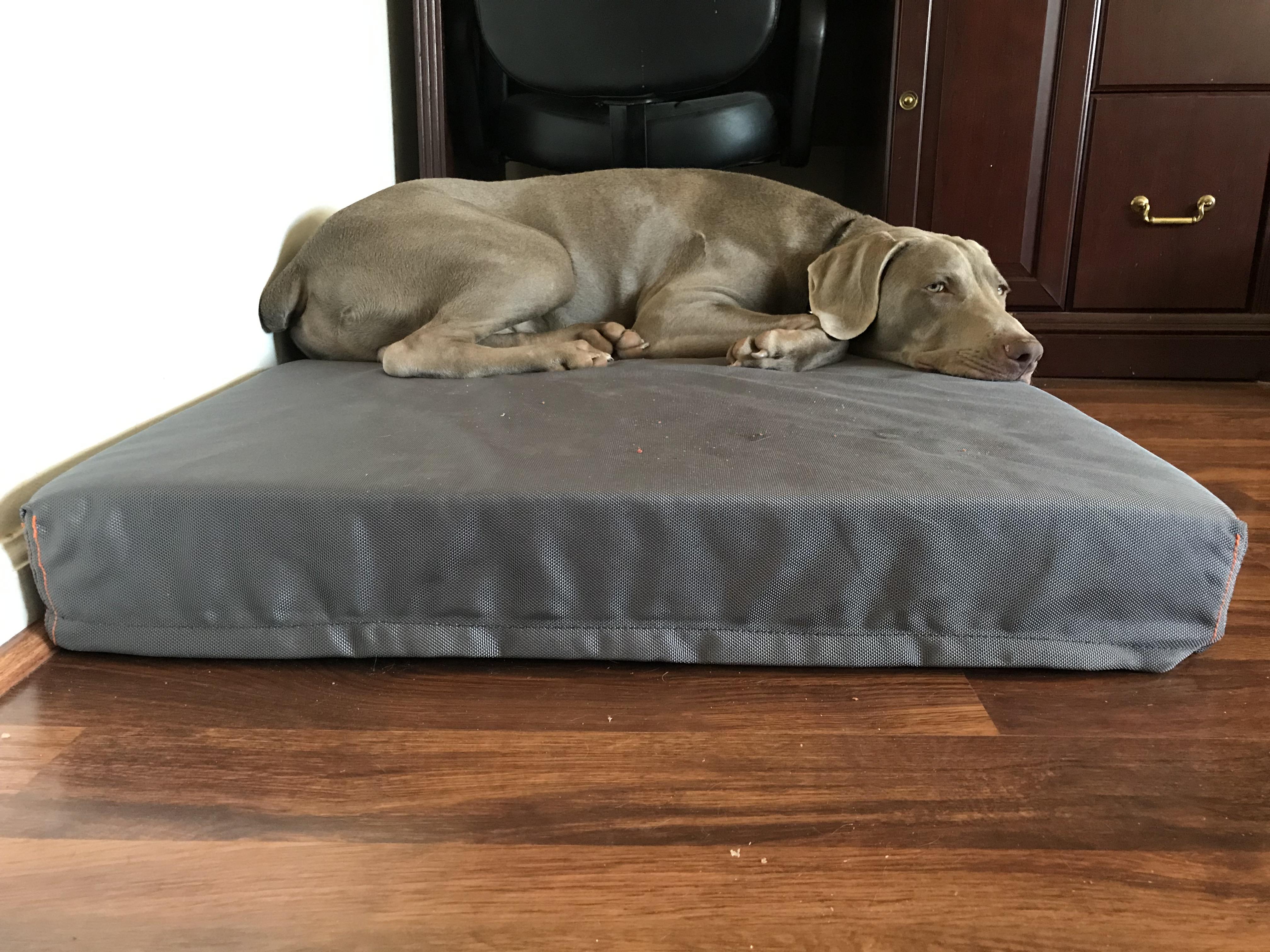 Helix XL durable lounge bed, Don loves it!!! r/weimaraner