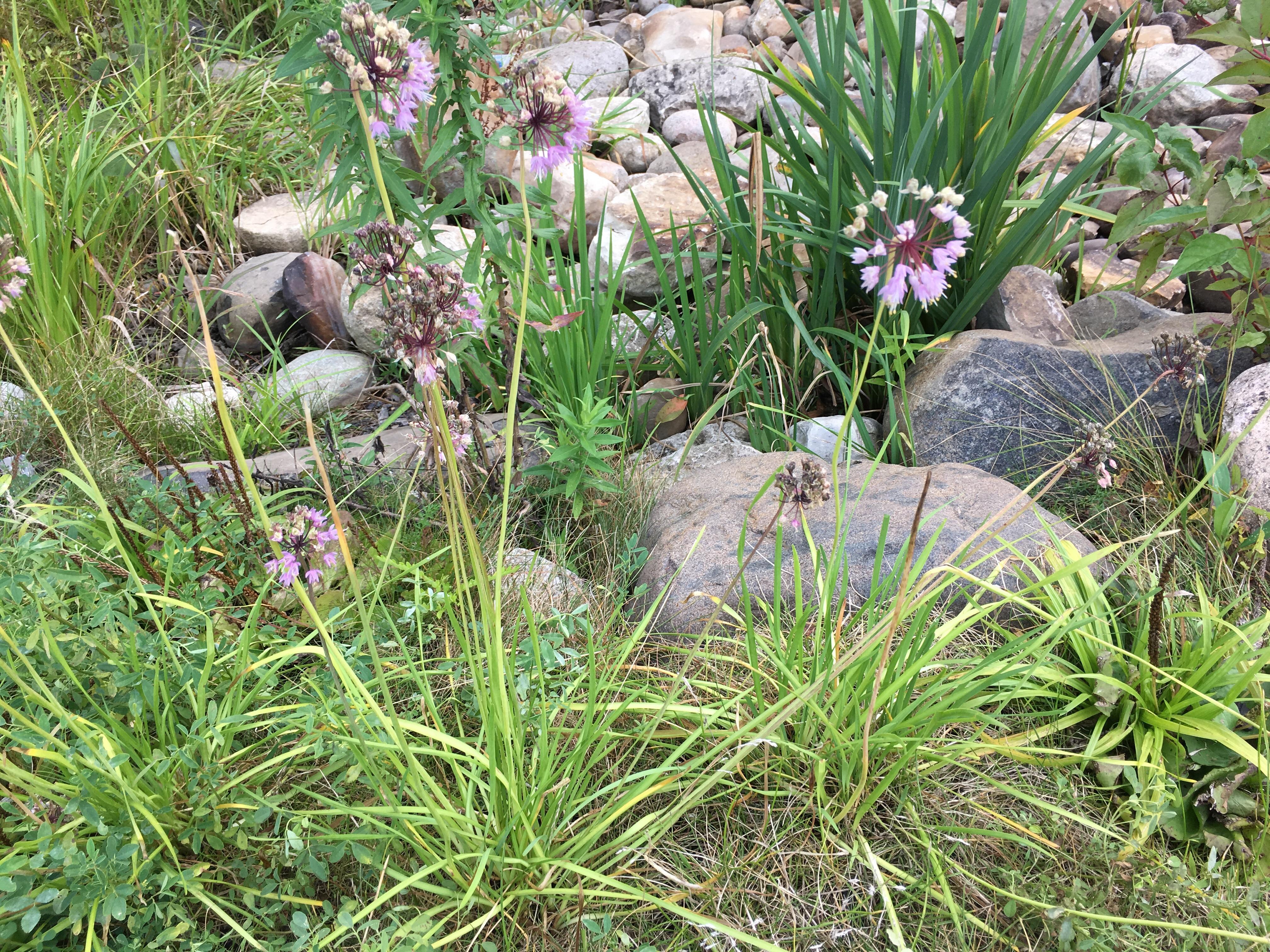What are these? They smell like garlic. r/whatsthisplant