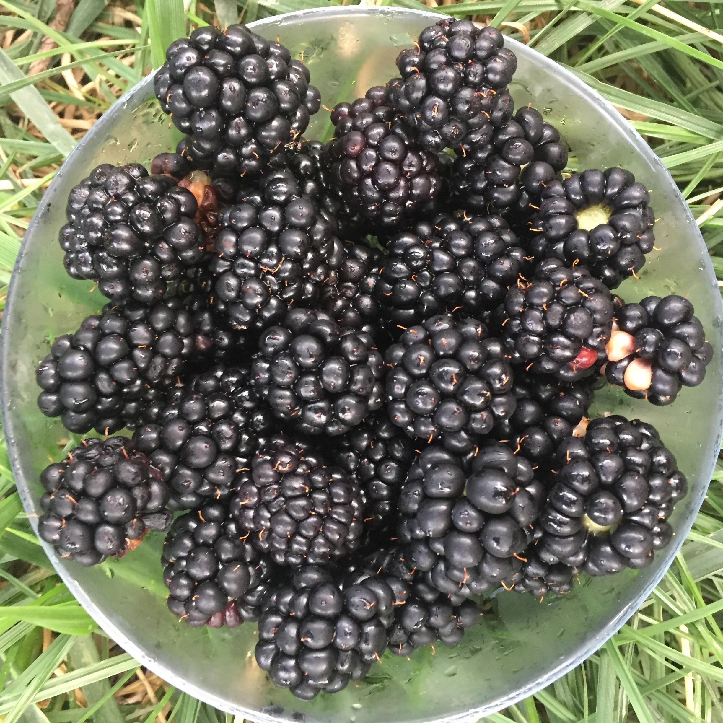 Fresh blackberries r/fruit