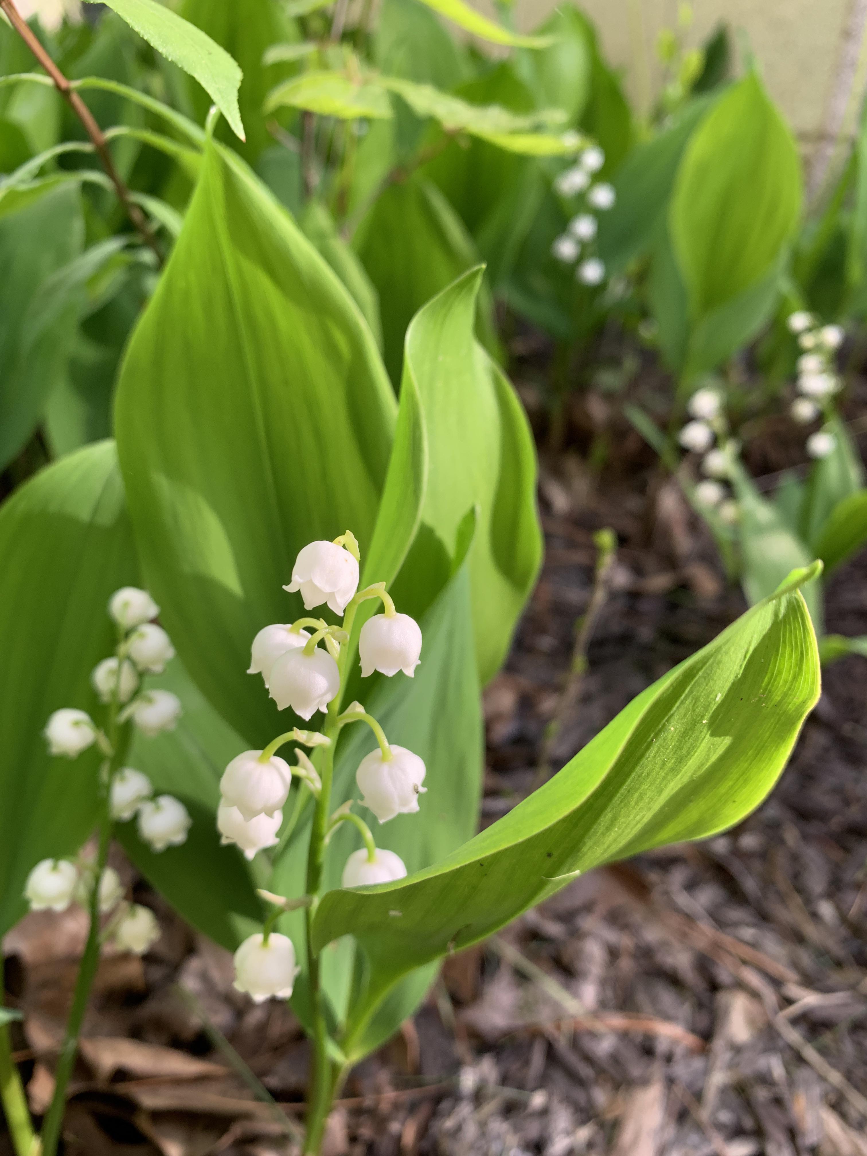 Lily of the valley. Highly poisonous but so beautiful. r/flowers