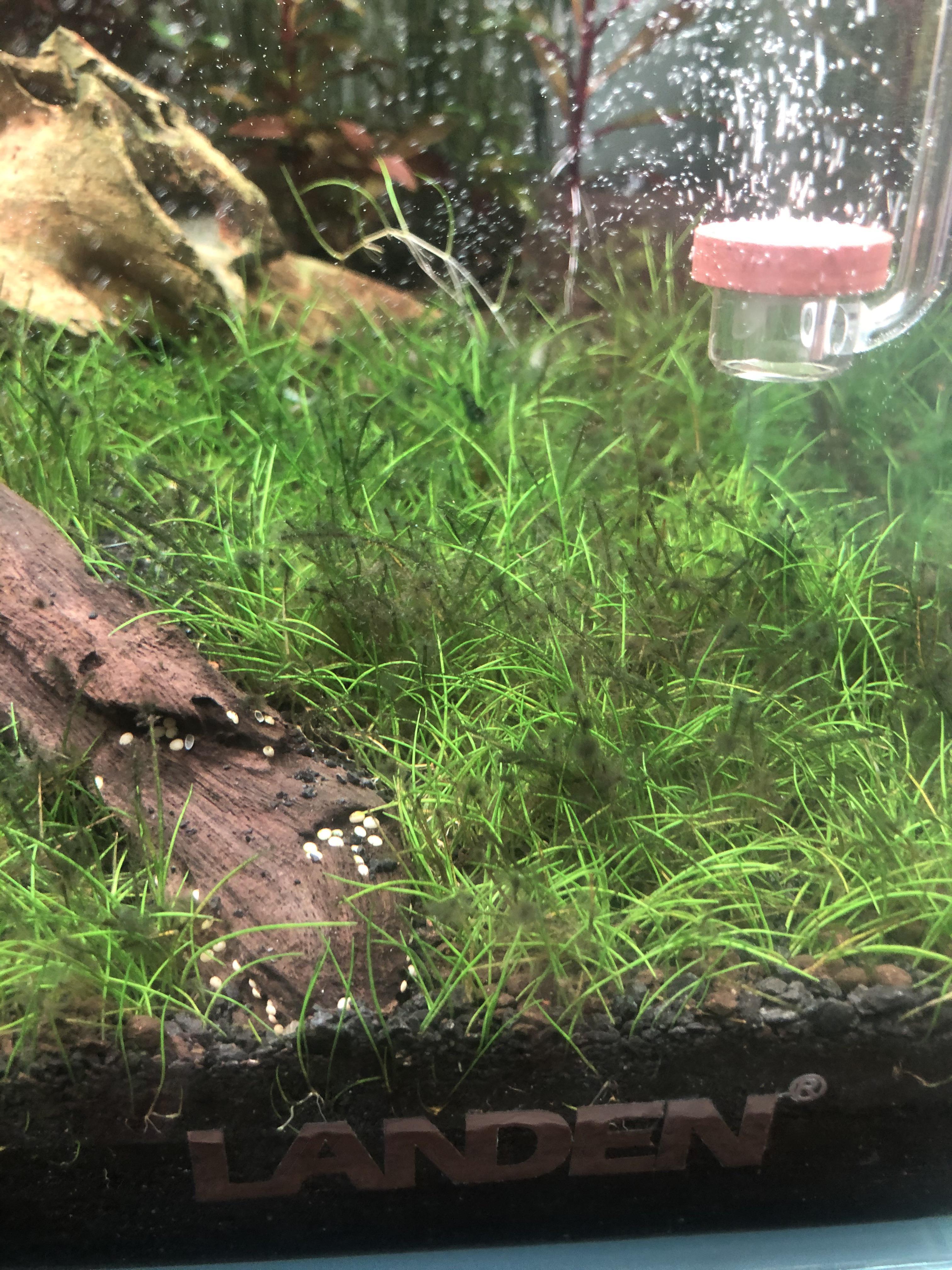 Dwarf Hair Grass Algae Help. Tank details/Routine Below PlantedTank