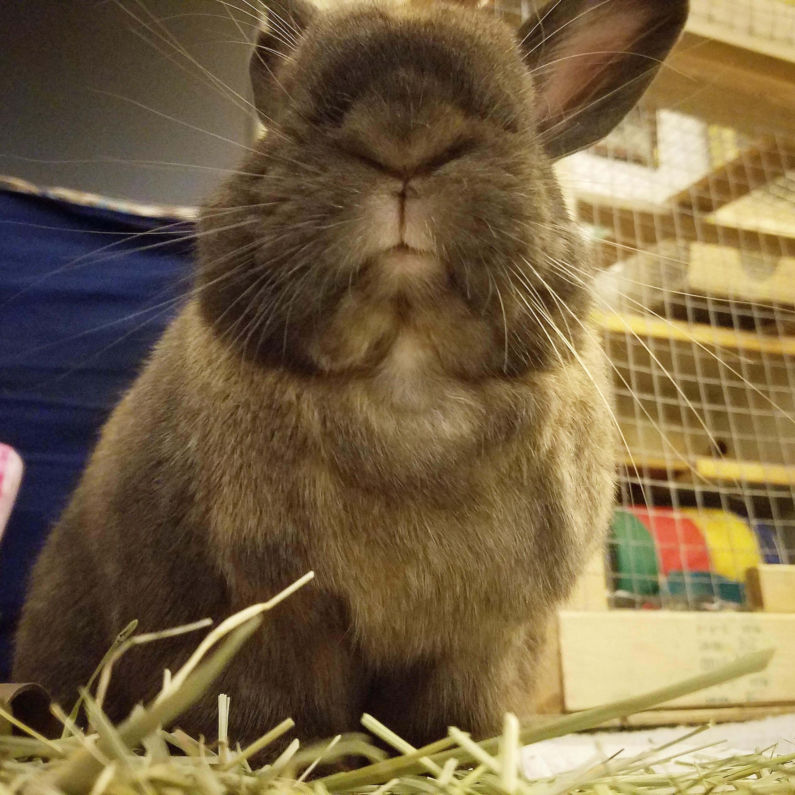 Bunnies have the cutest mouths r/Rabbits