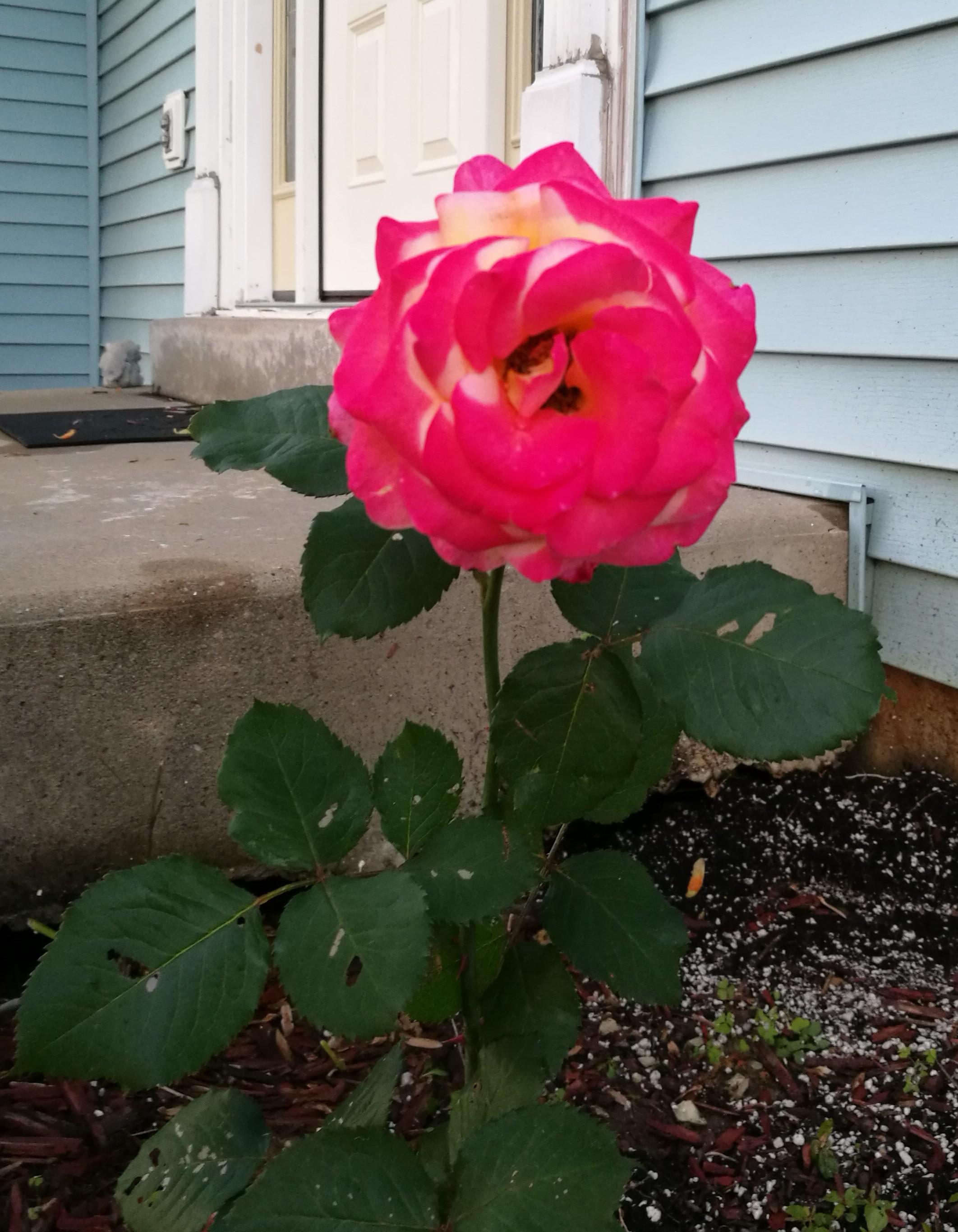 Bought this rose bush for my parents in I think 2013. Any ideas on the