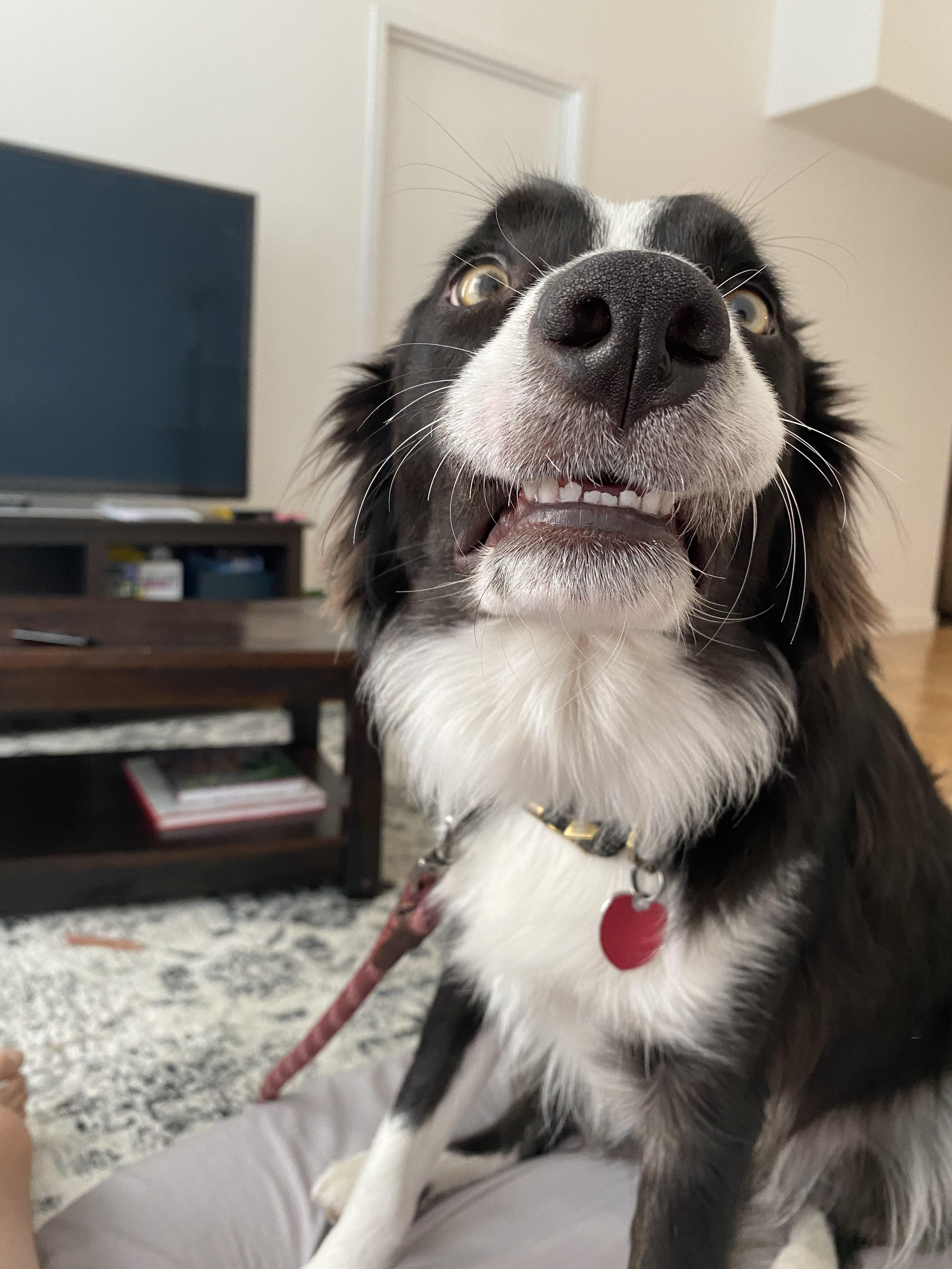 Anyone know the best brand of foods for border collies with sensitive