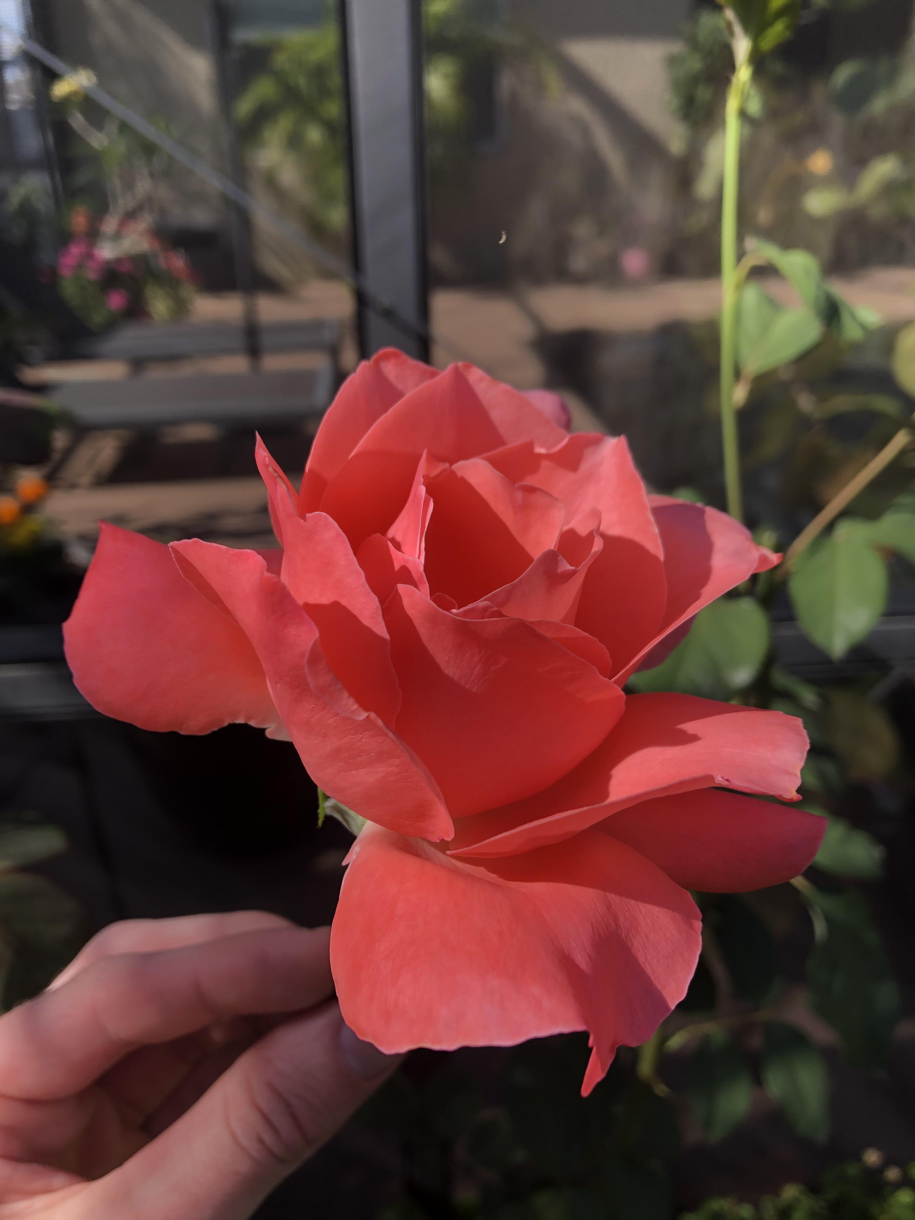 Rose ID? Central FL r/Roses