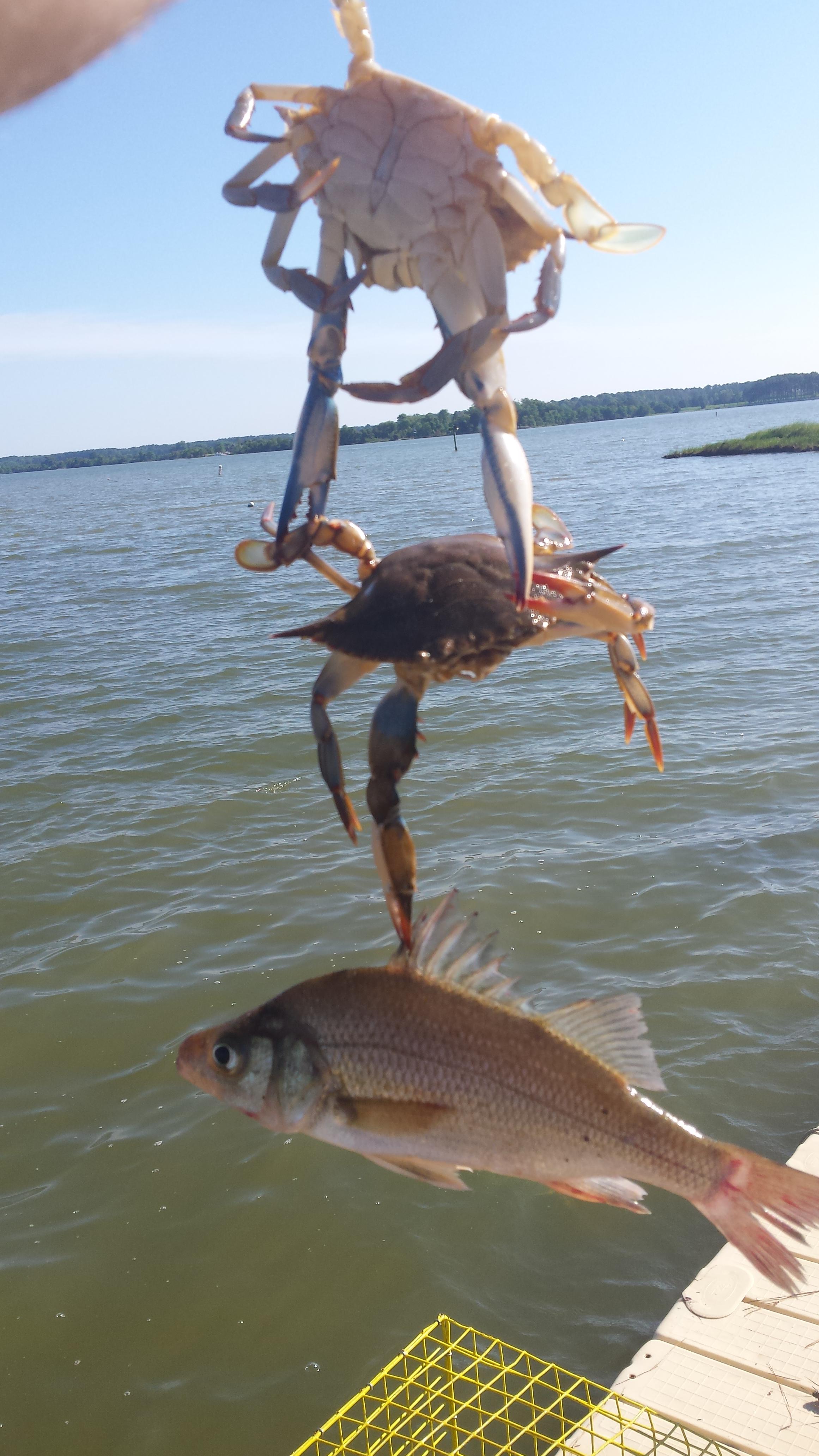 crab, crab, fish! r/crabbing