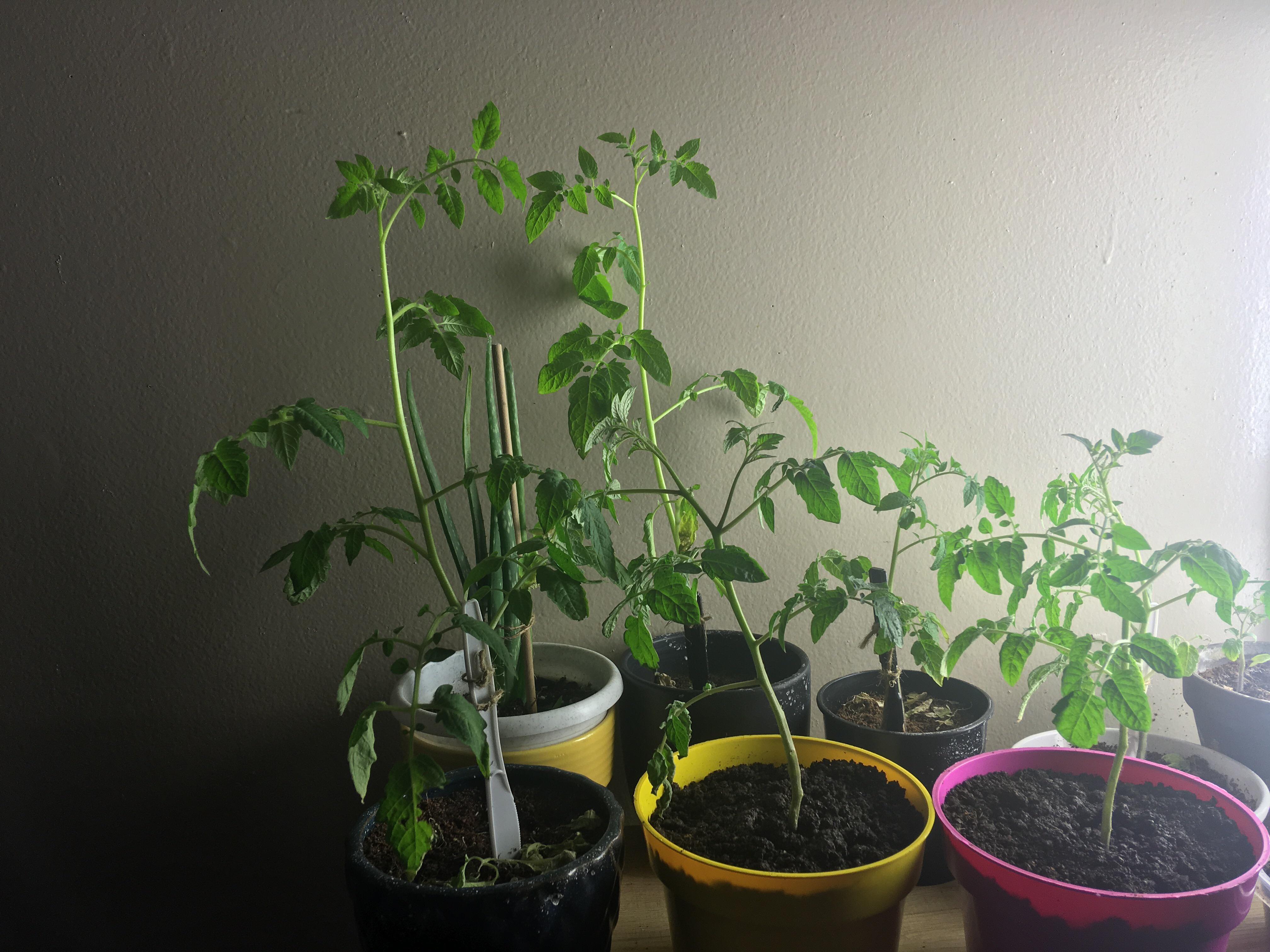 Will tomato plants flower inside? Is there anything I can do to make