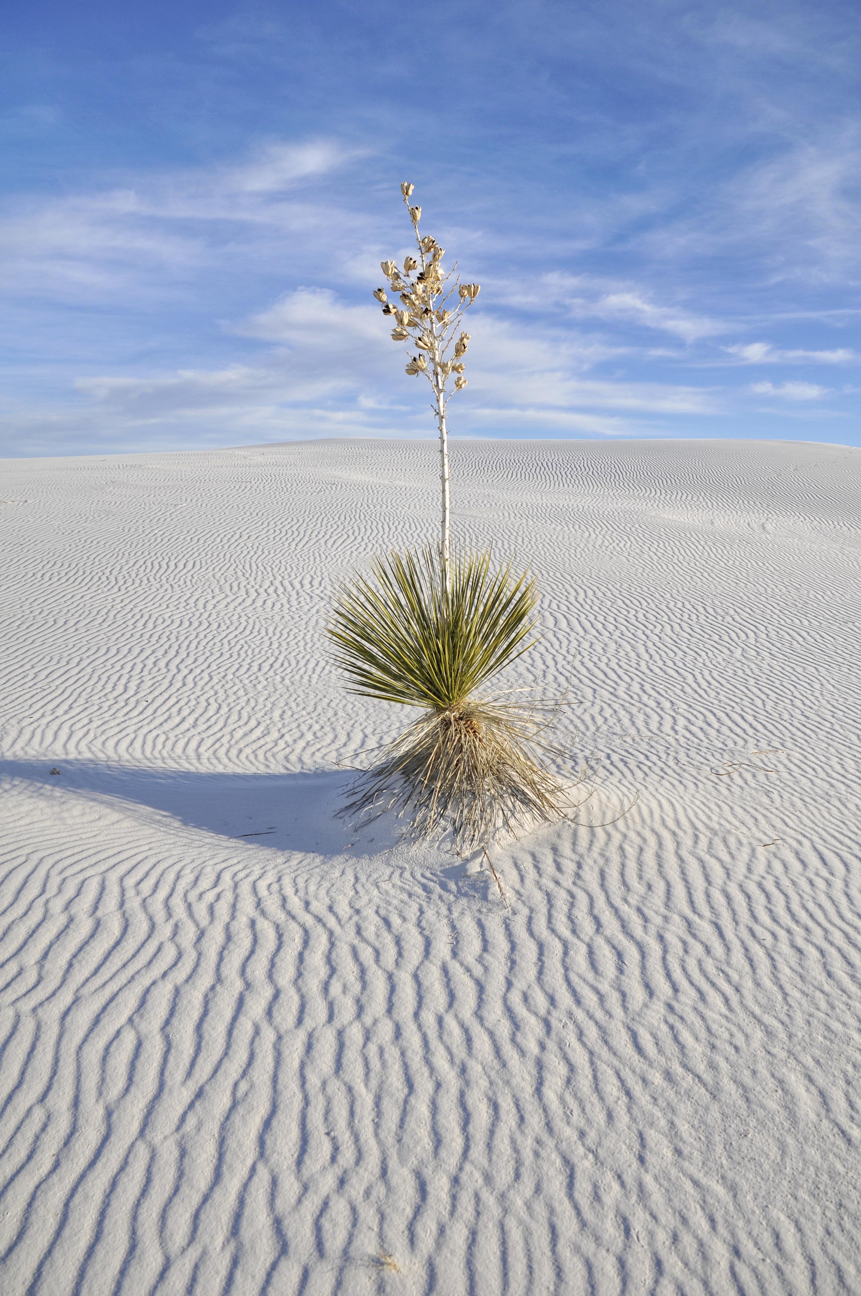 A lone Soaptree Yucca standing strong in White Sands NP, New Mexico