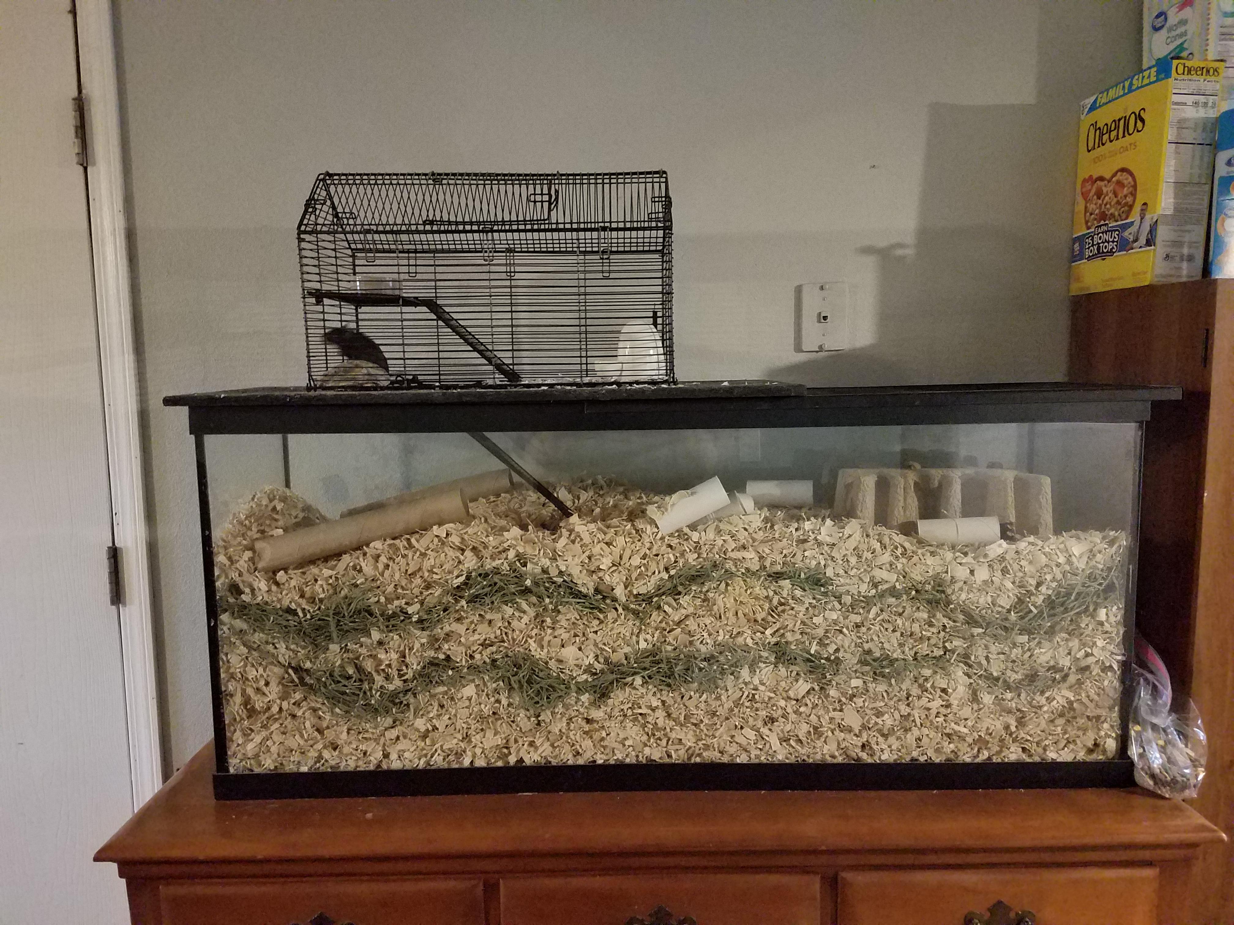 Gerbil boys got an upgrade. 55 gal tank r/gerbil