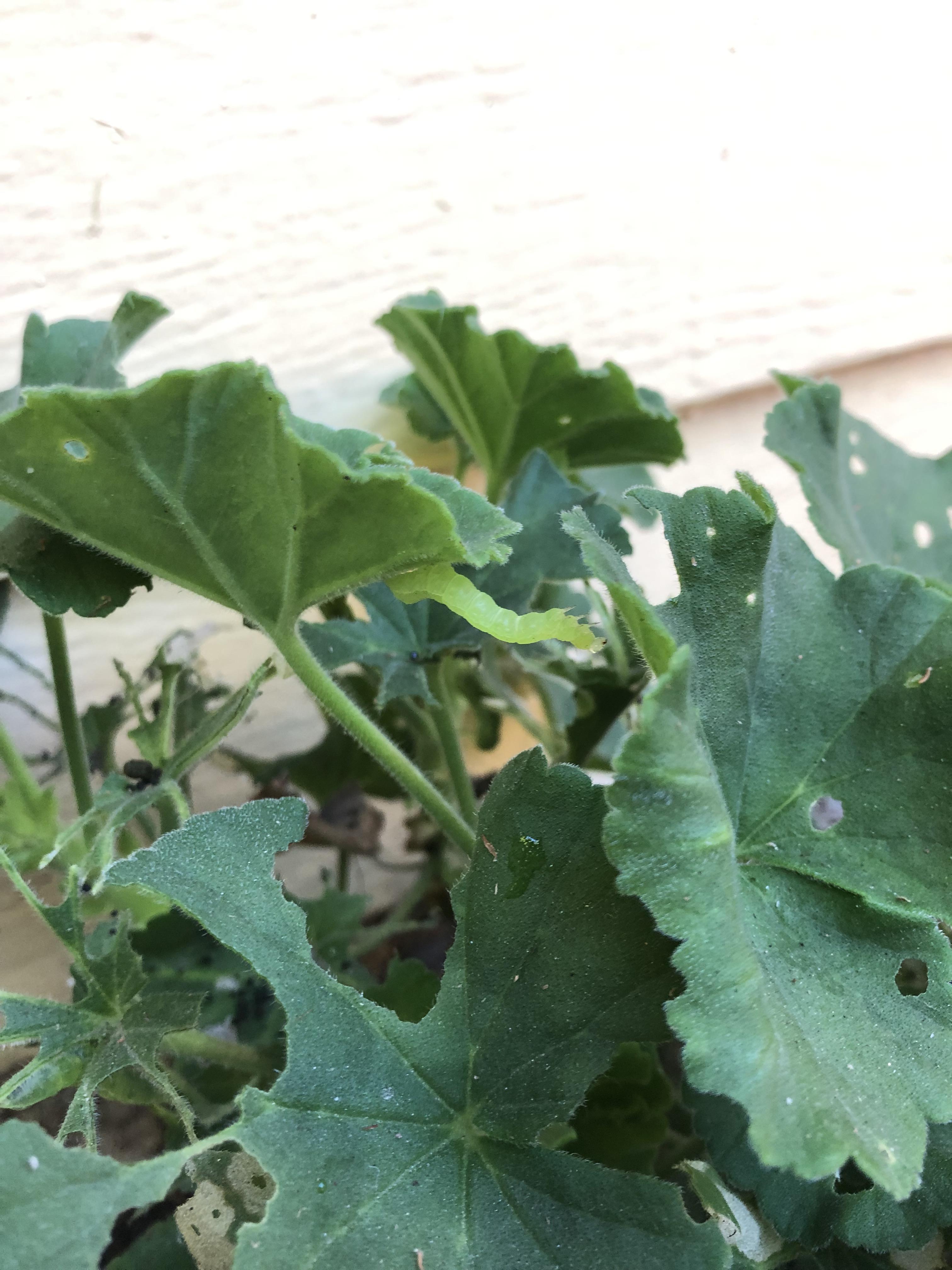 What is eating my geraniums?! A few days ago the plant had a few leaves