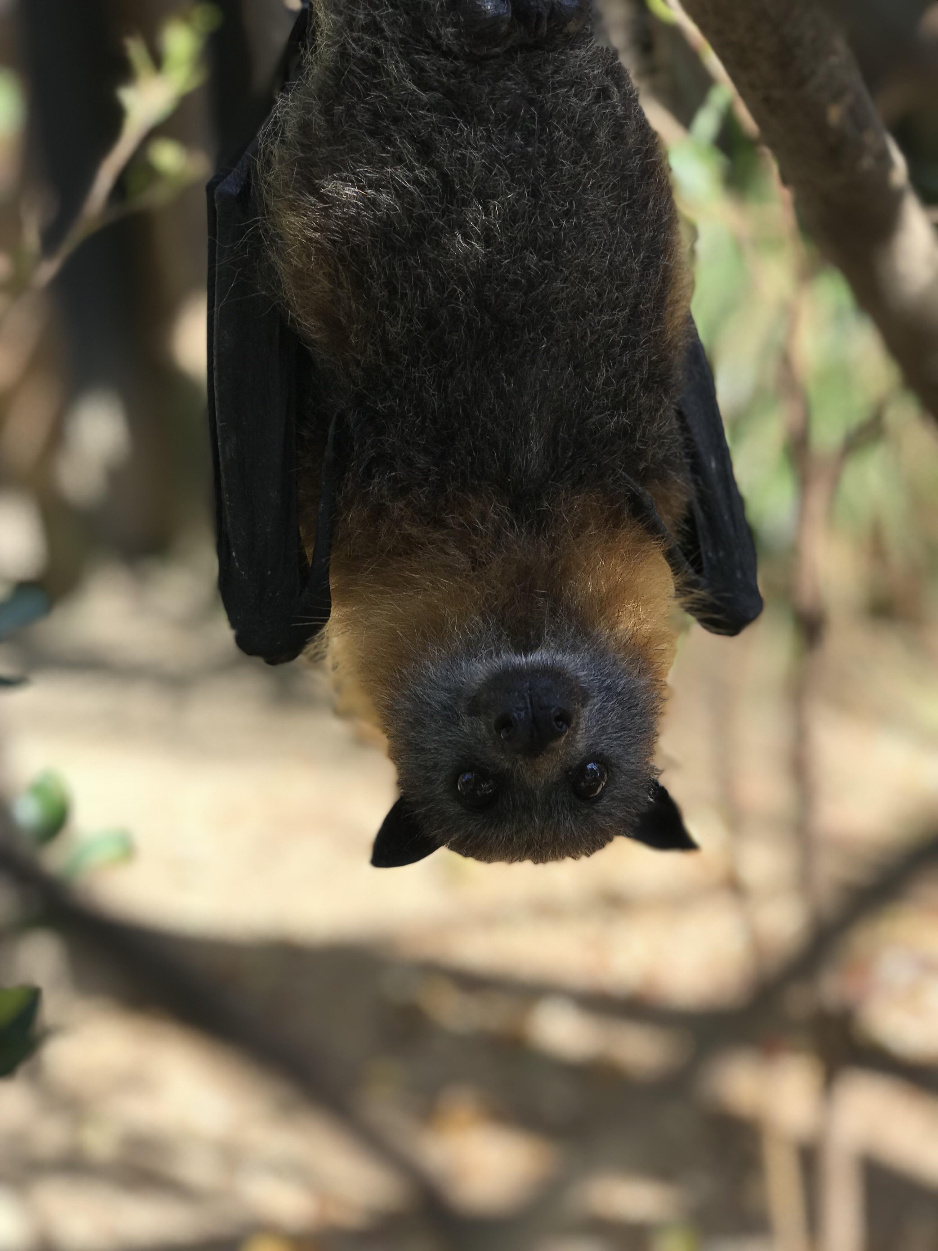 “Hello” Australian fruit bat r/batty