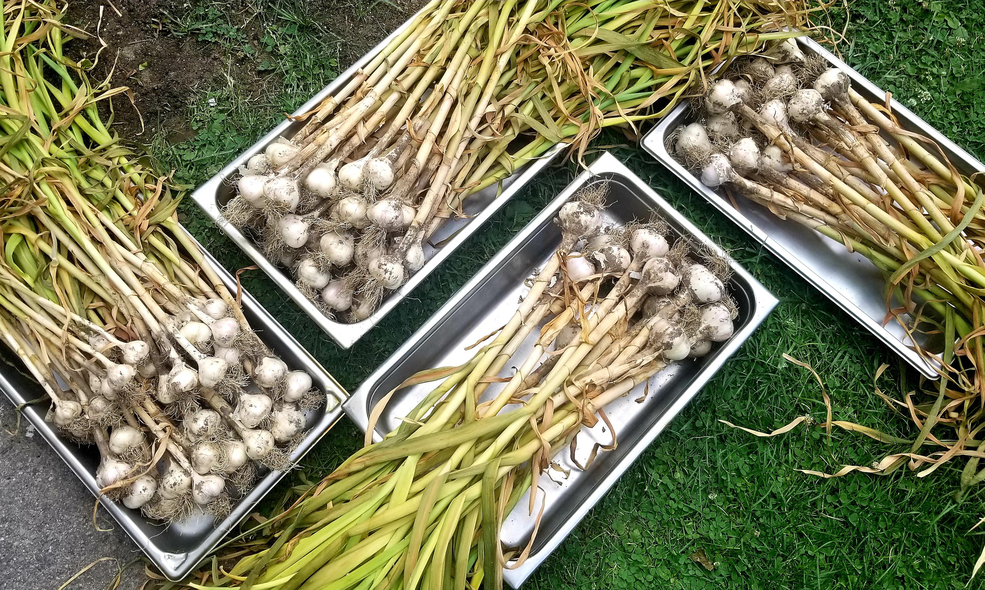 Harvest day, bigger bulbs this year! Southern Ontario r/Garlic