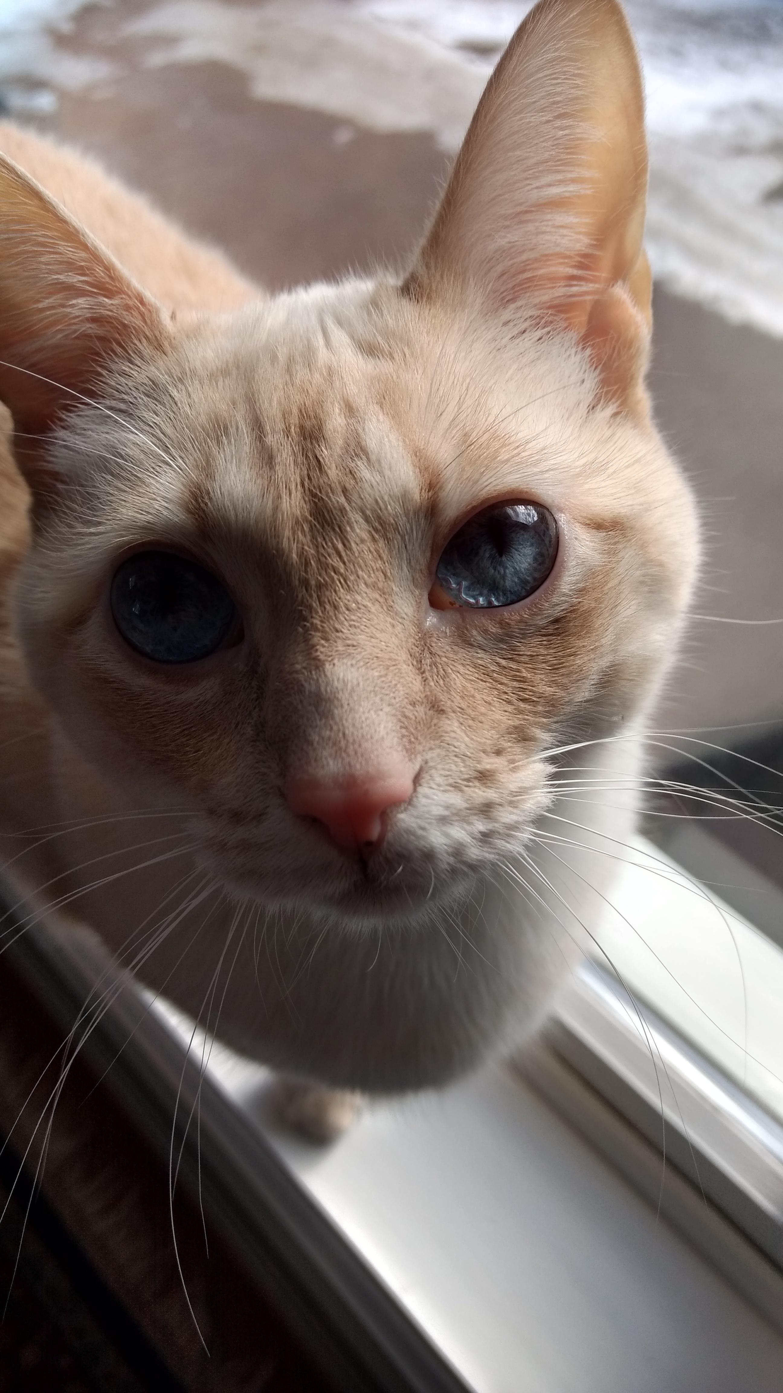 My boyfriend has the prettiest cat r/cats