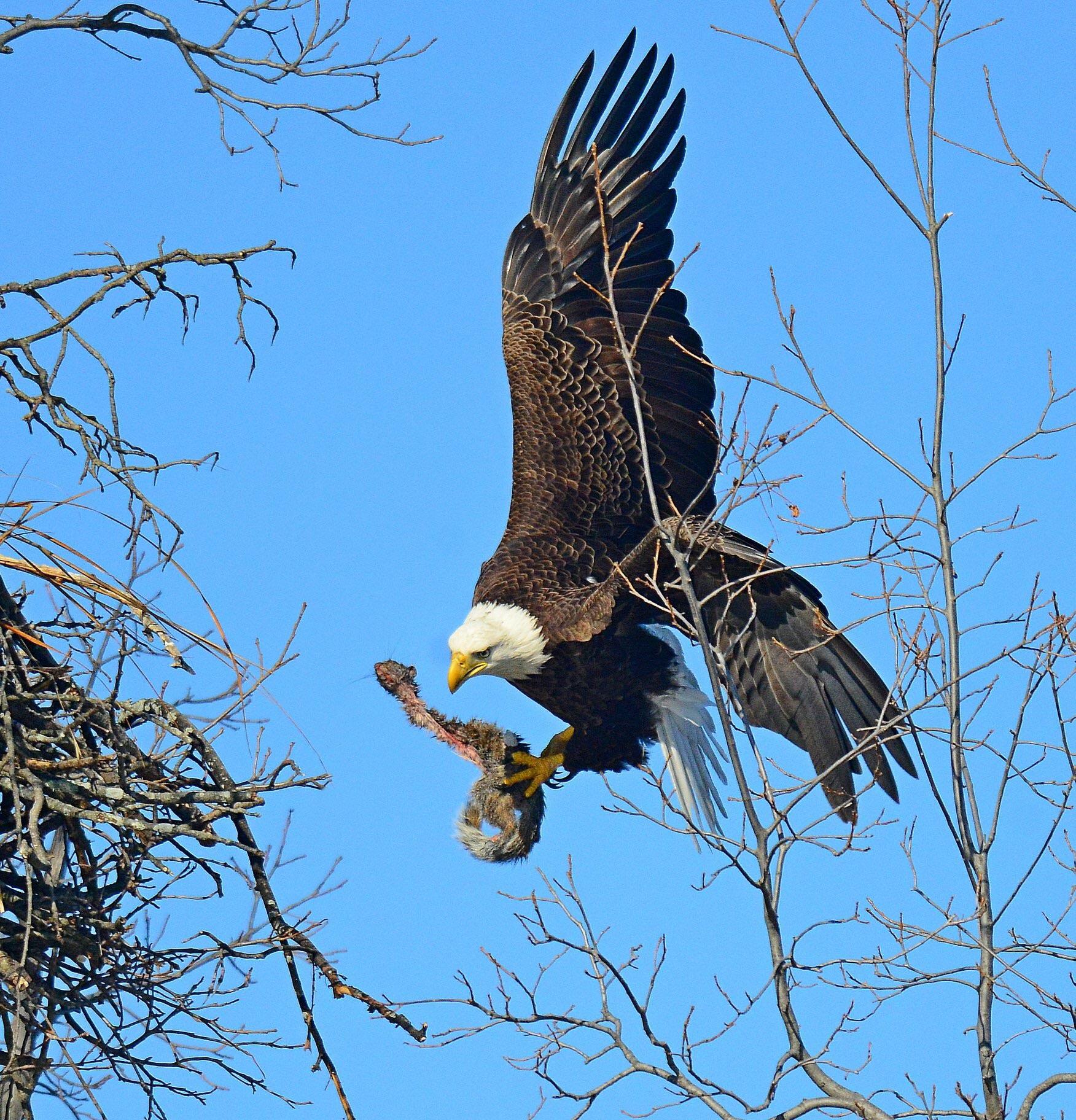 Do Bald Eagles Eat Squirrels