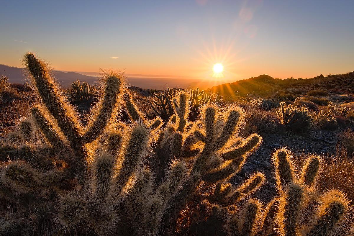 The cacti glow in a Southern California desert sunrise [OC][1200x800