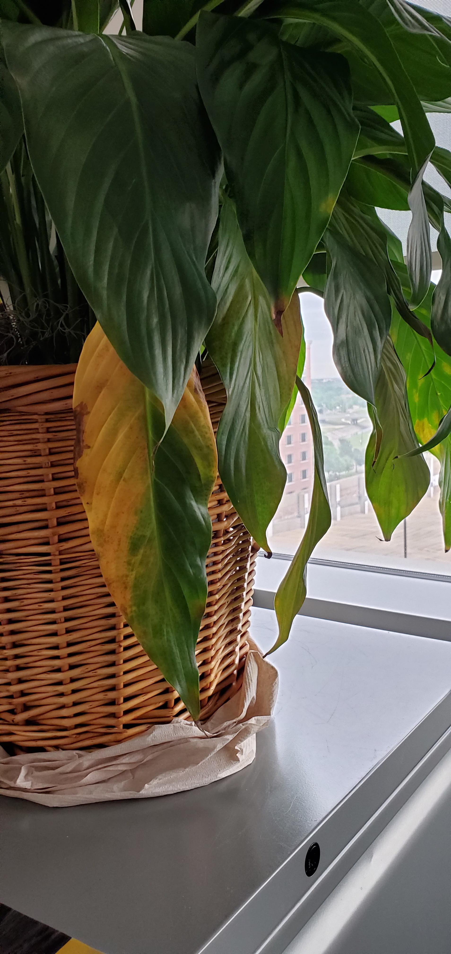 My Peace Lily doesn't look at peace. Why is it turning yellow? r