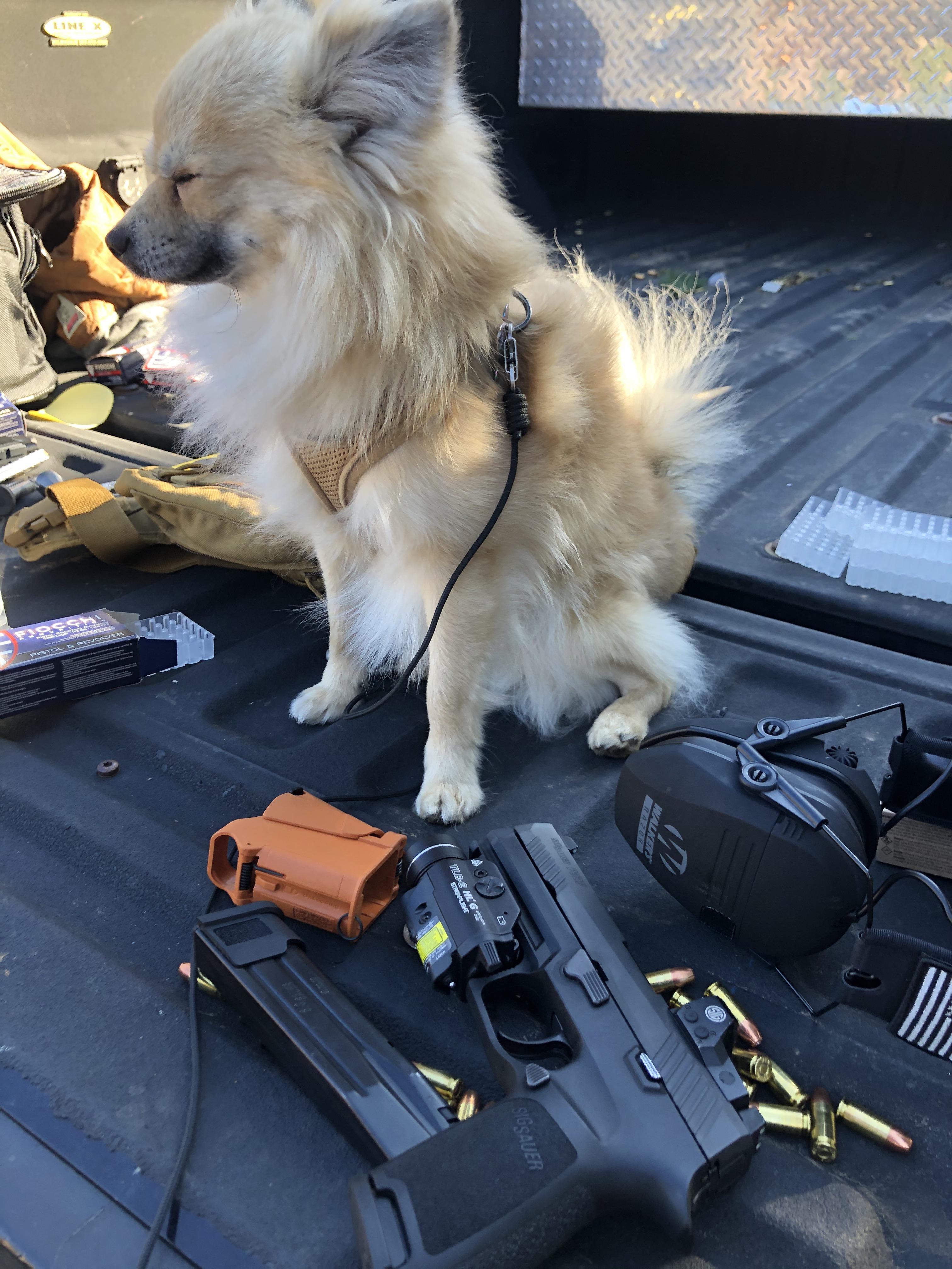Can Pomeranians be tactical? Pomeranians