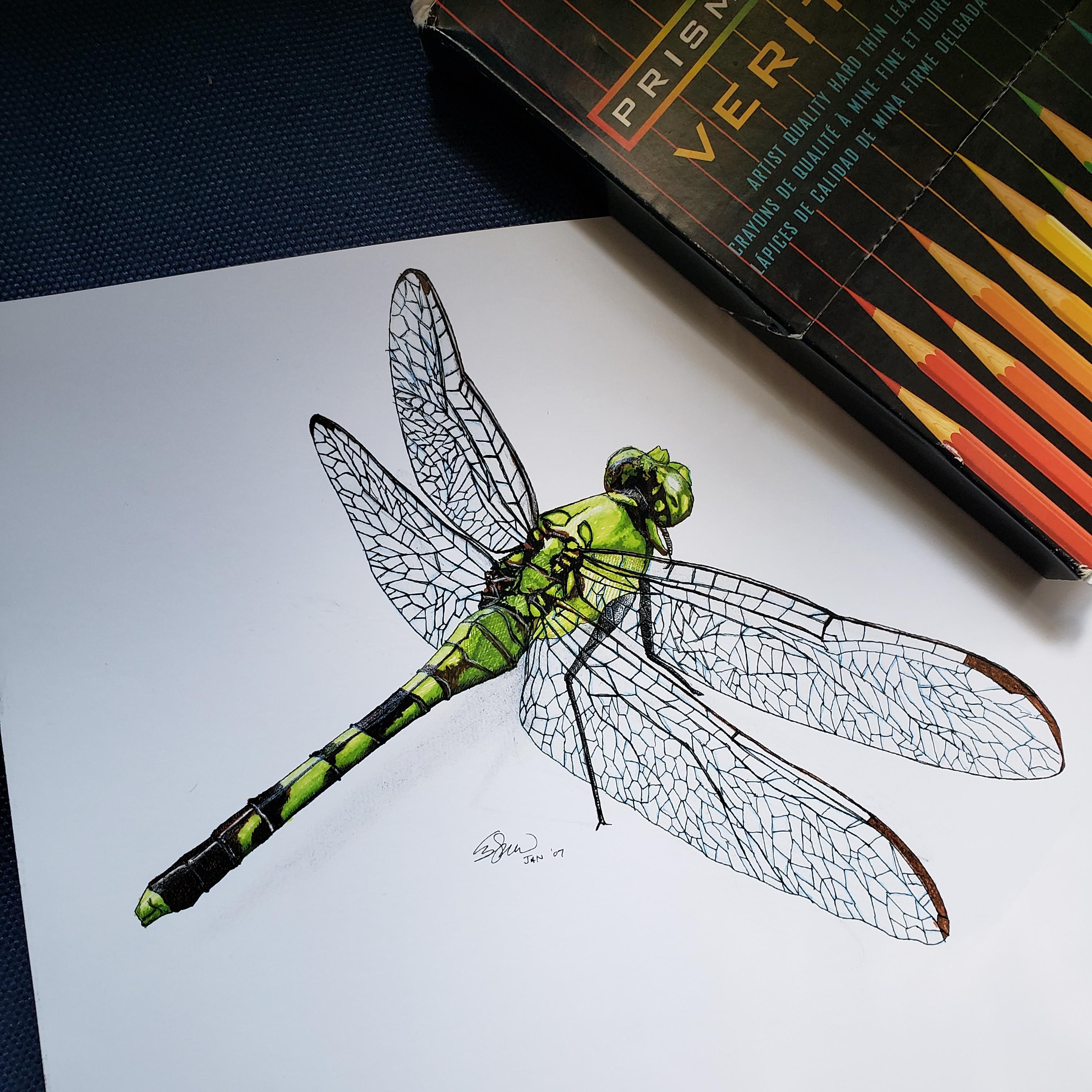 Dragonfly in color pencil r/drawing