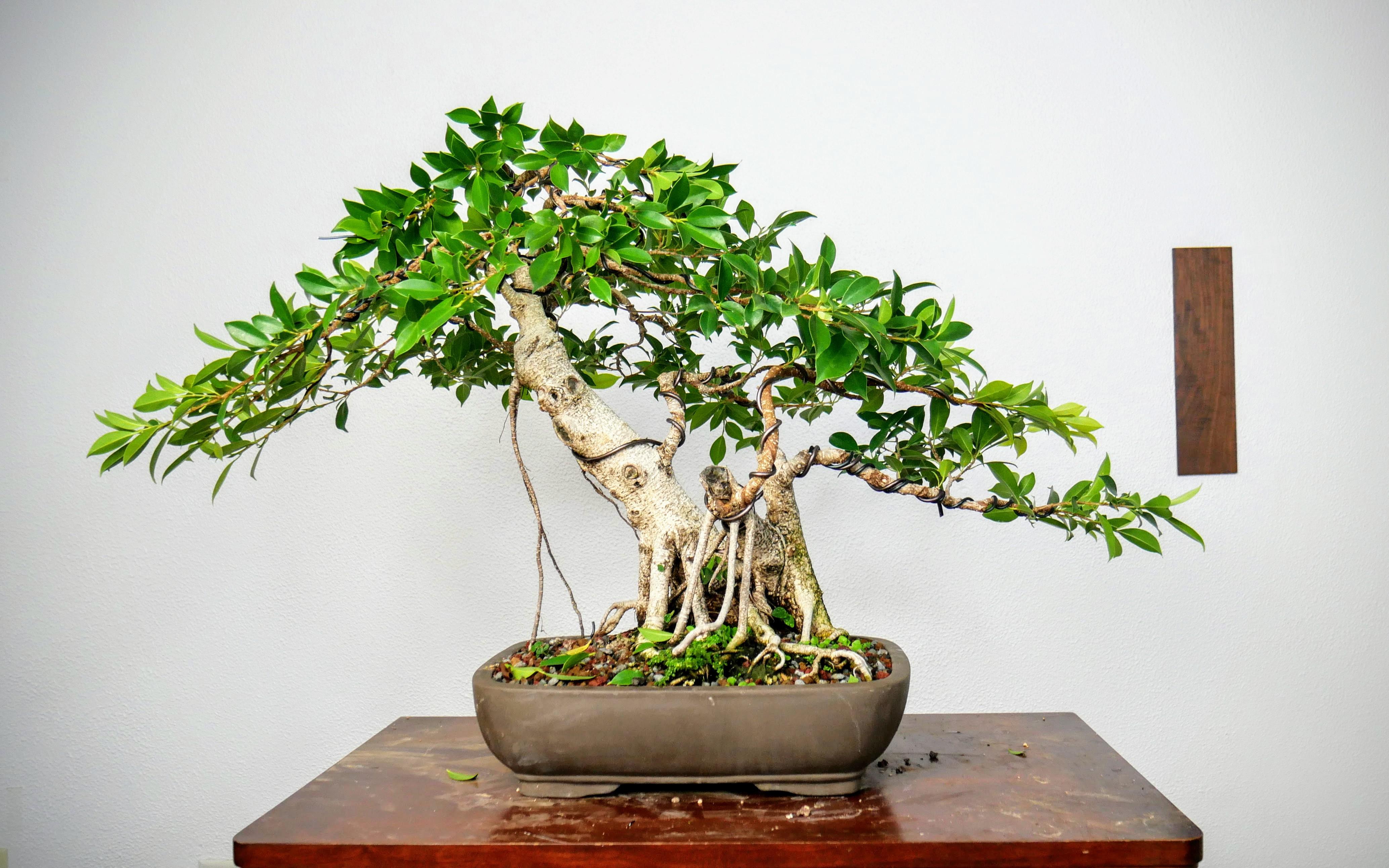 Ficus Microcarpa r/Bonsai