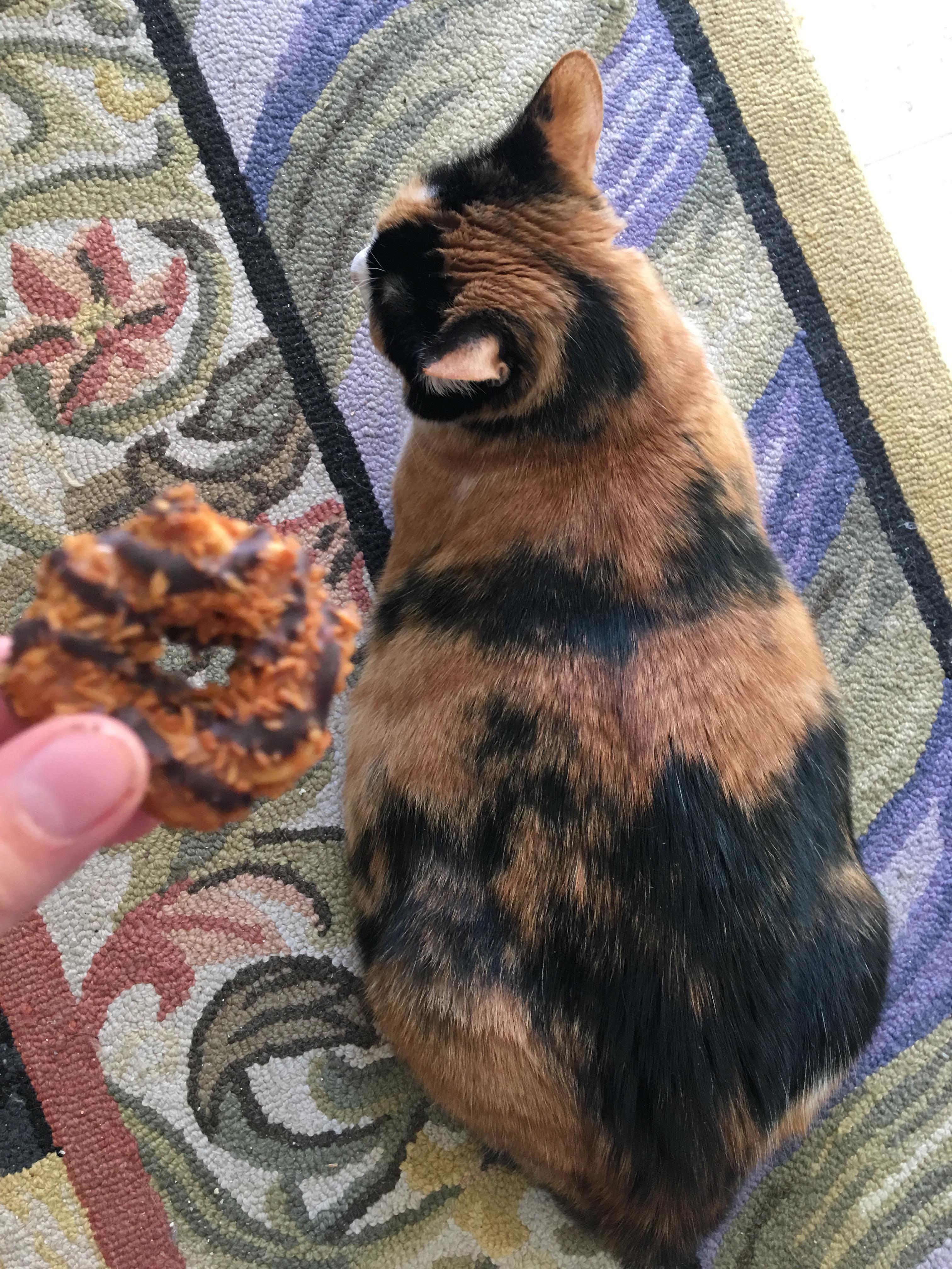 My cat’s fur looks like a Samoa cookie r/mildlyinteresting