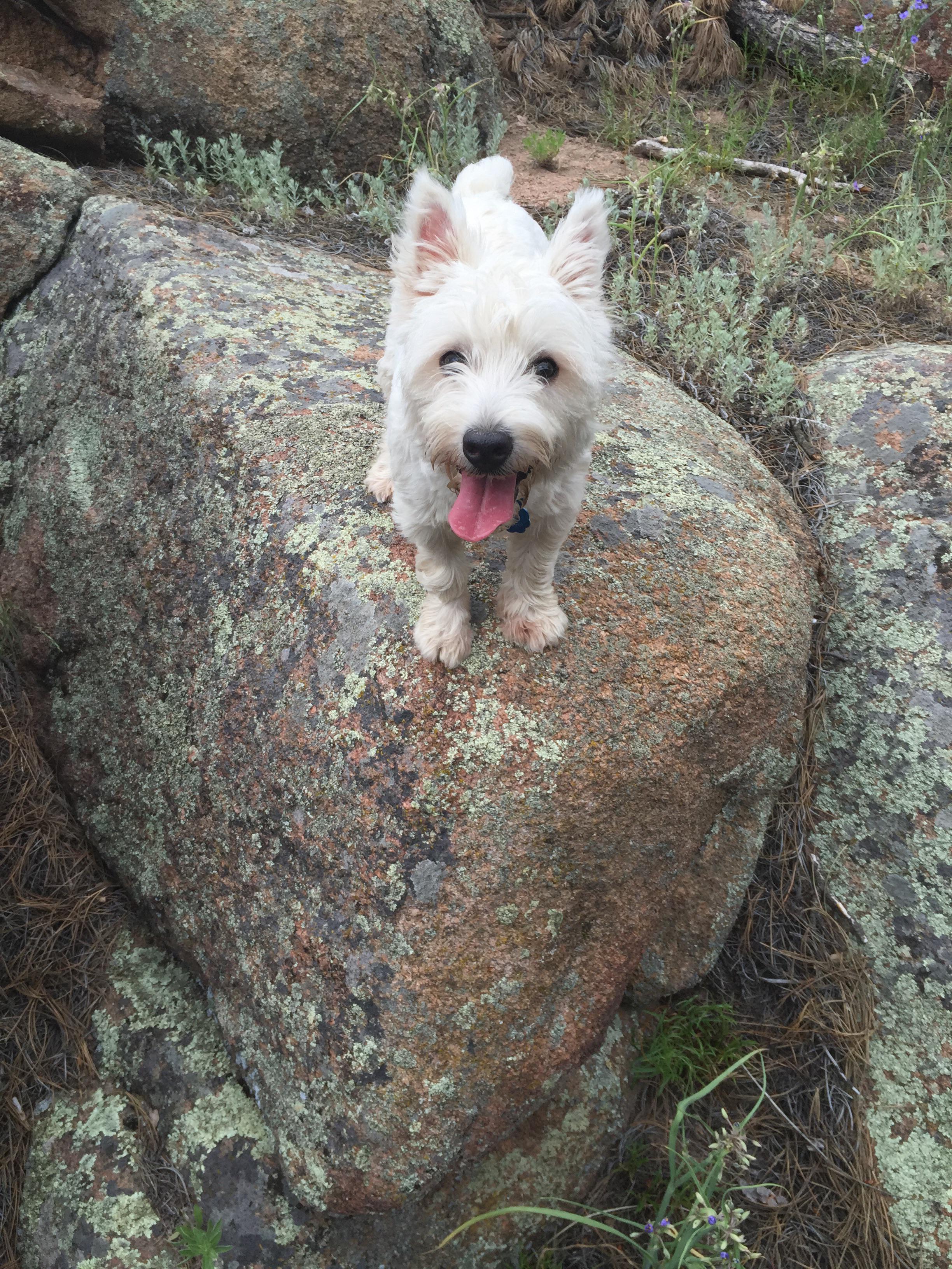 Best hiking companion r/westies