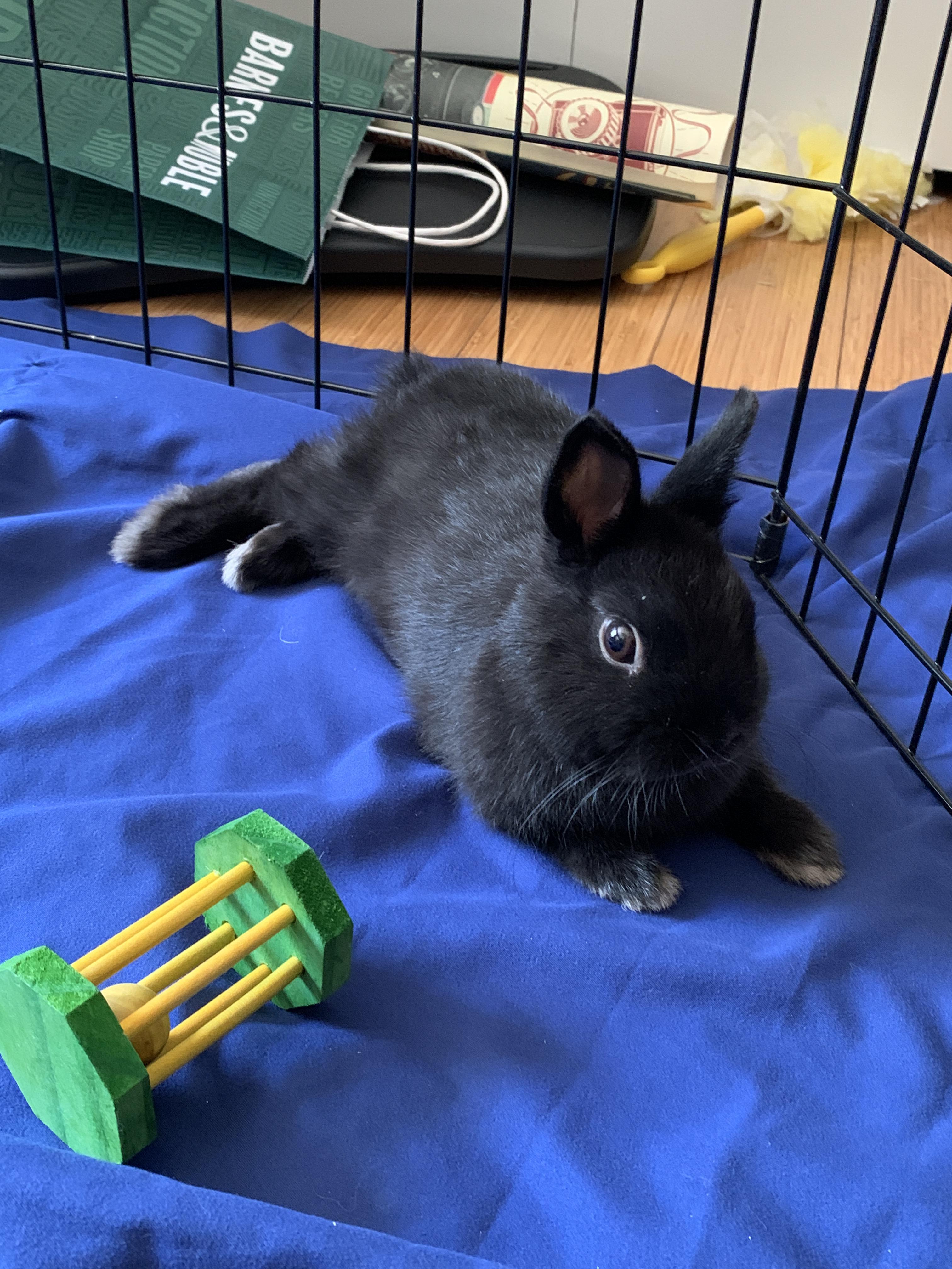 Tips for Litter Training my Netherland Dwarf Bunny (more info in