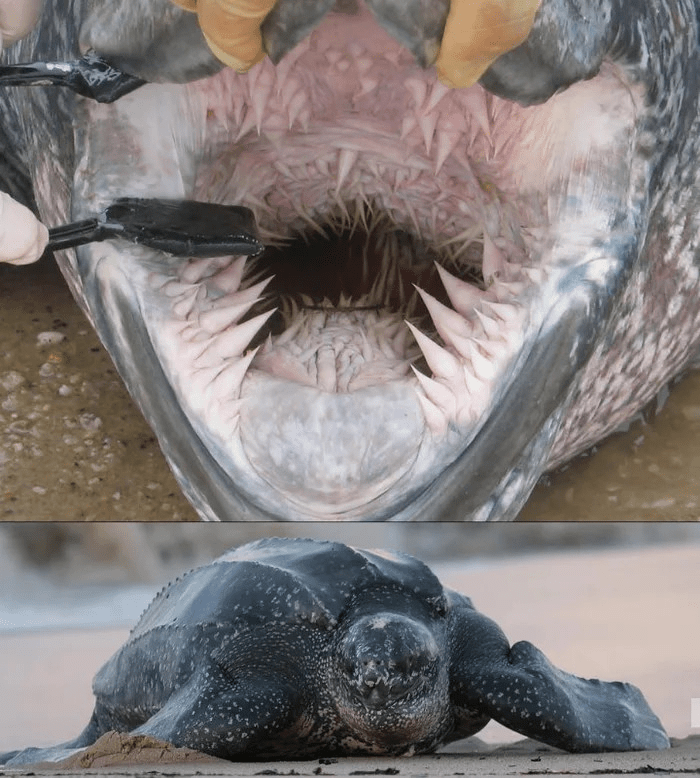 Inside the mouth of a leatherback turtle r/turtles