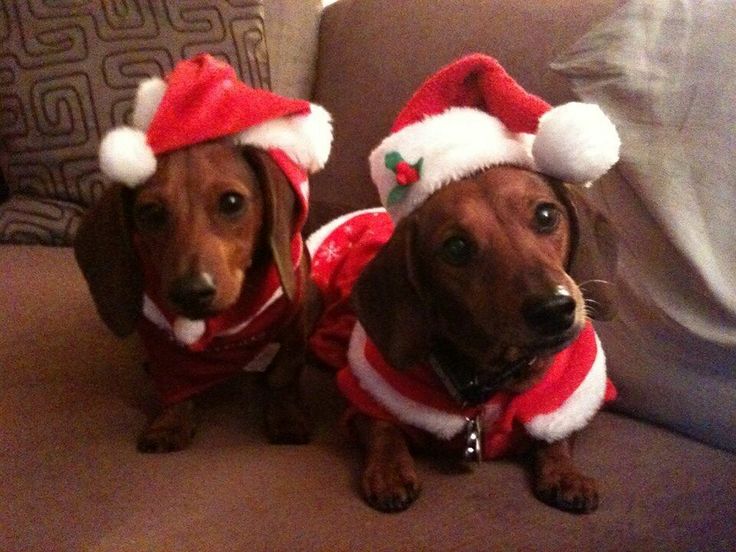 dachshunds christmas costume r/Dachshund