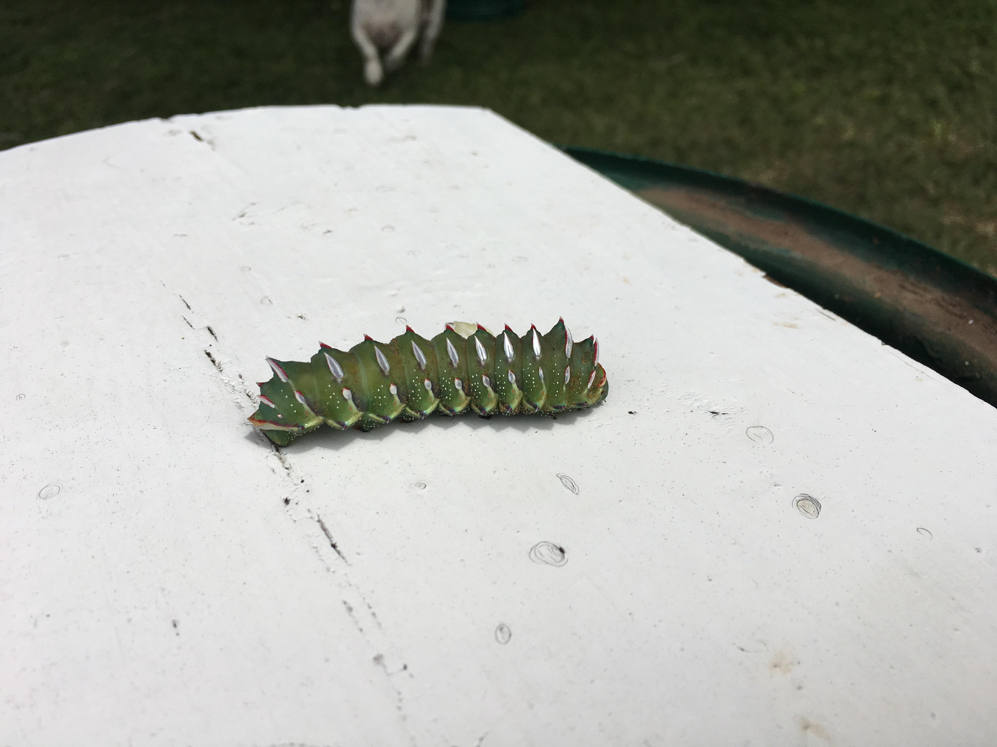 What is this caterpillar? Location South Africa r/caterpillars