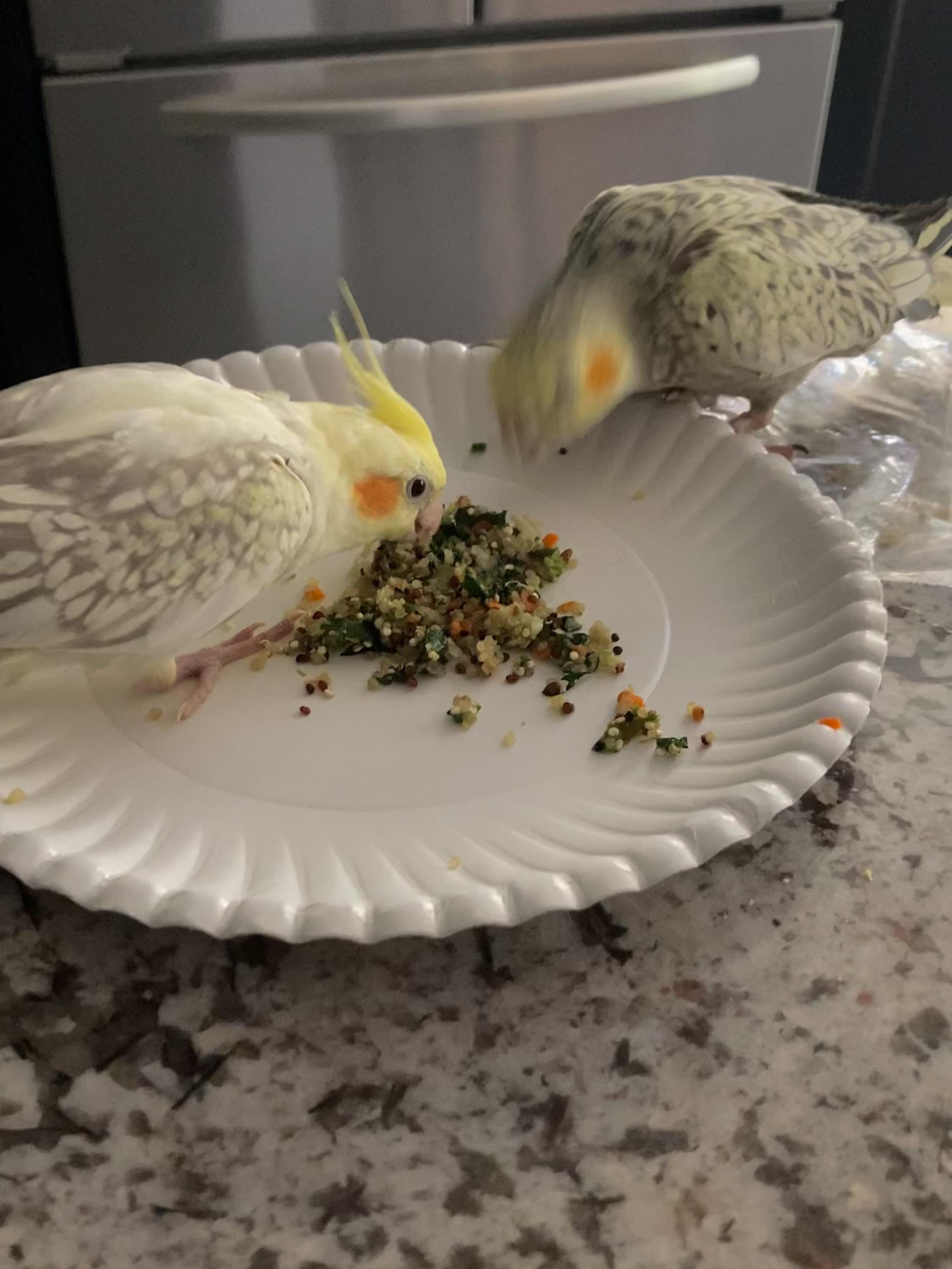 made some bird chop! r/cockatiel