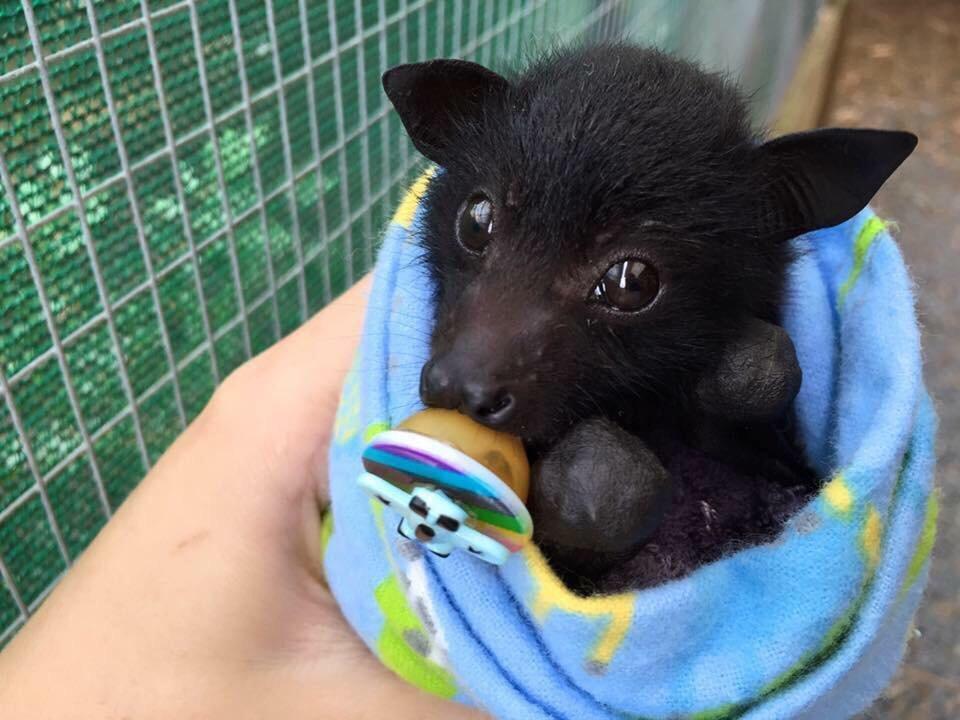 PsBattle a baby fruit bat with a pacifier, wrapped in a blanket r