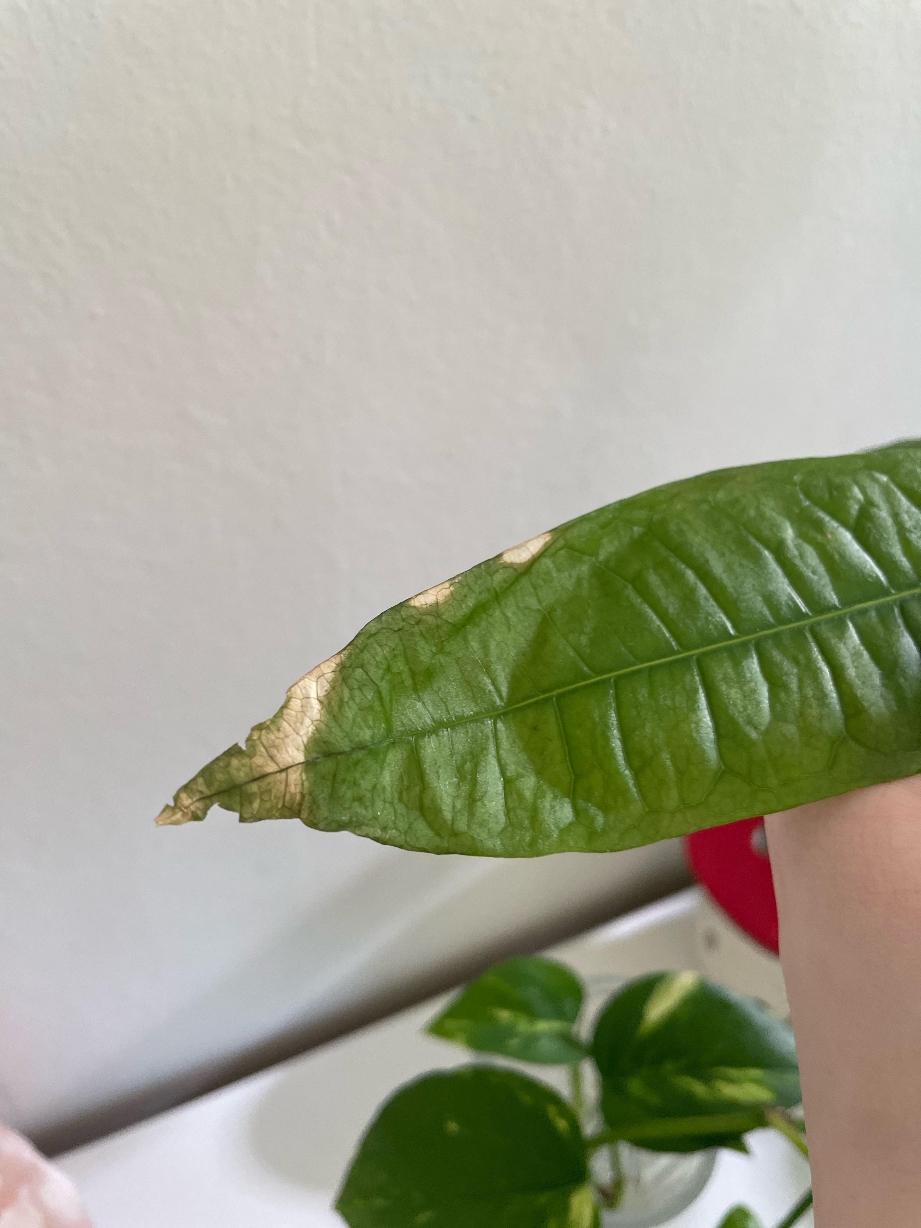 My money tree is getting dry parts on the leafs r/plants