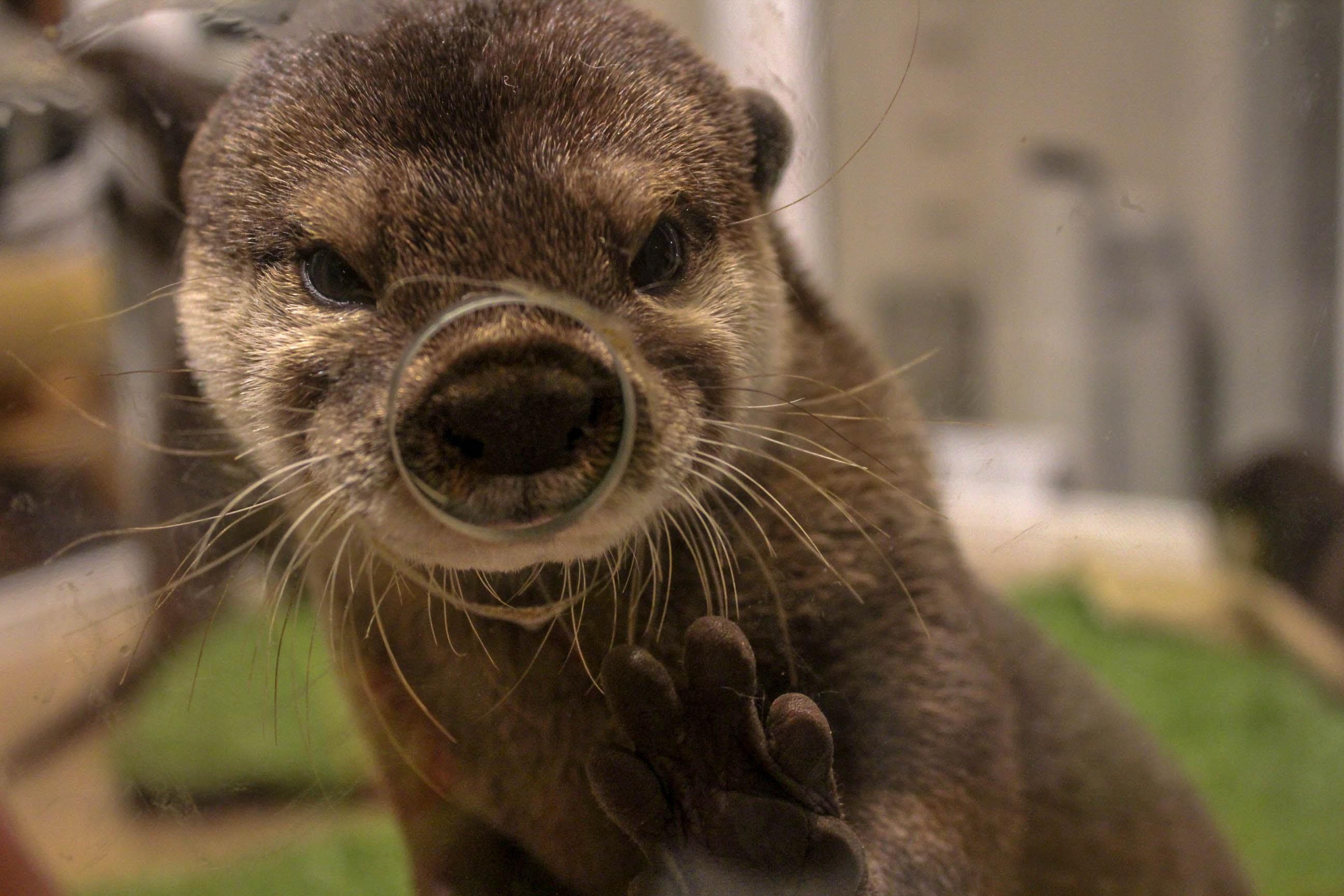 Very cute otter I met in Japan 😍 r/Otters