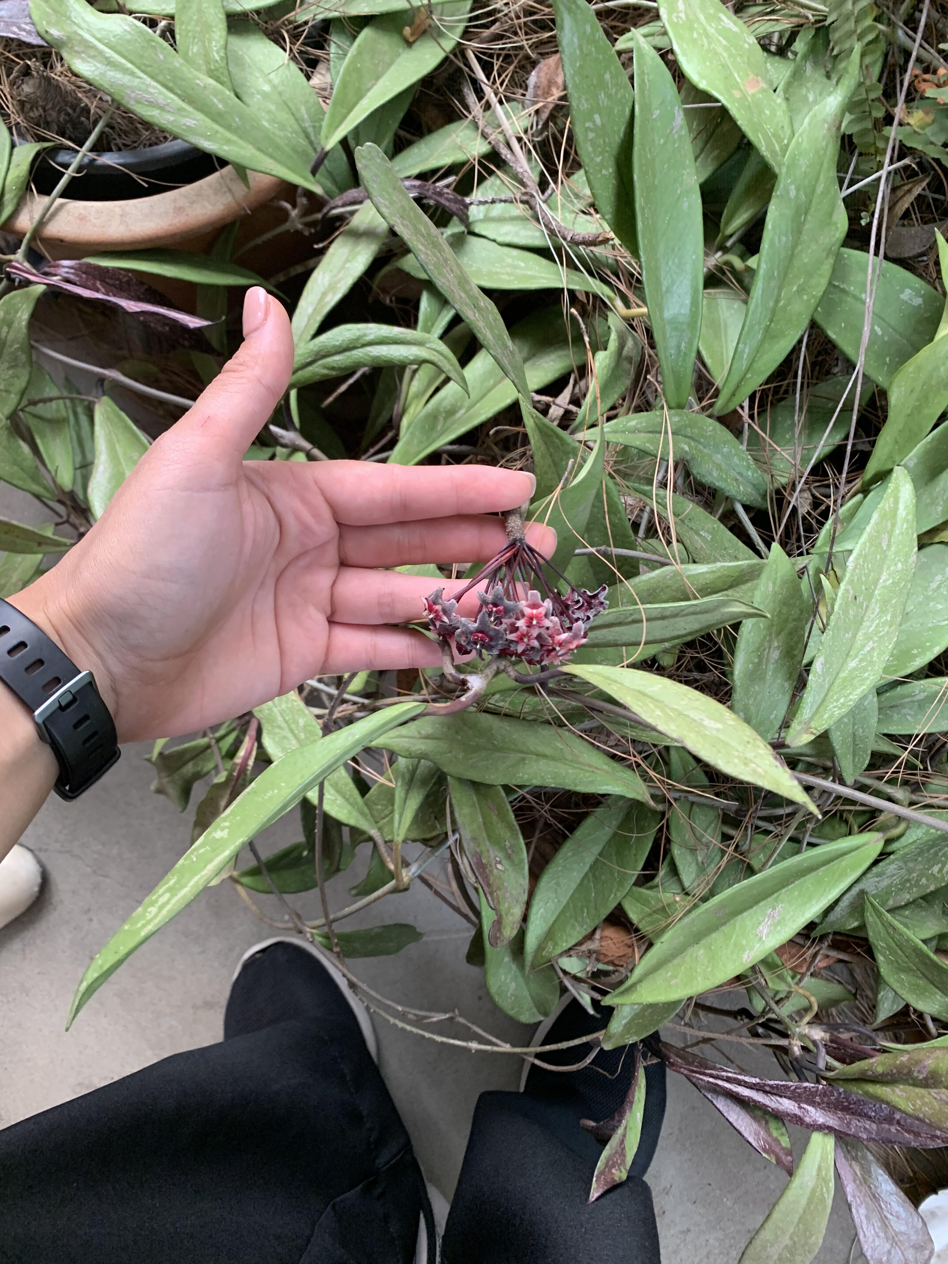 This plant outside my clients home with slender thick leaves and these