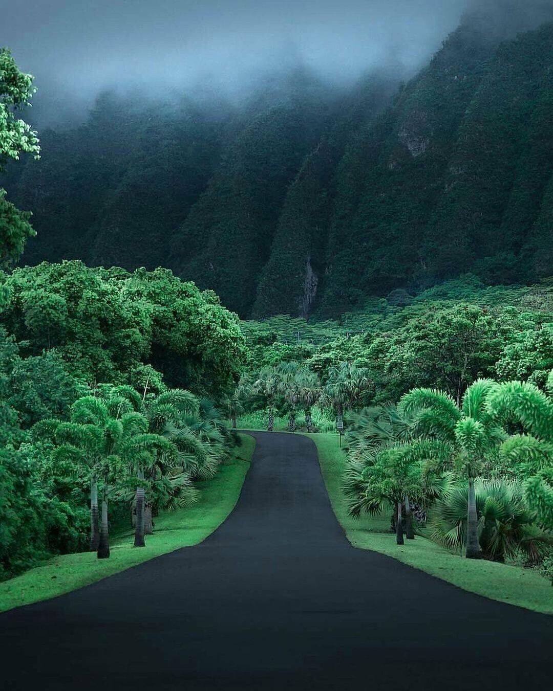 🔥 Lush green roads of Hawaii 🔥 NatureIsFuckingLit