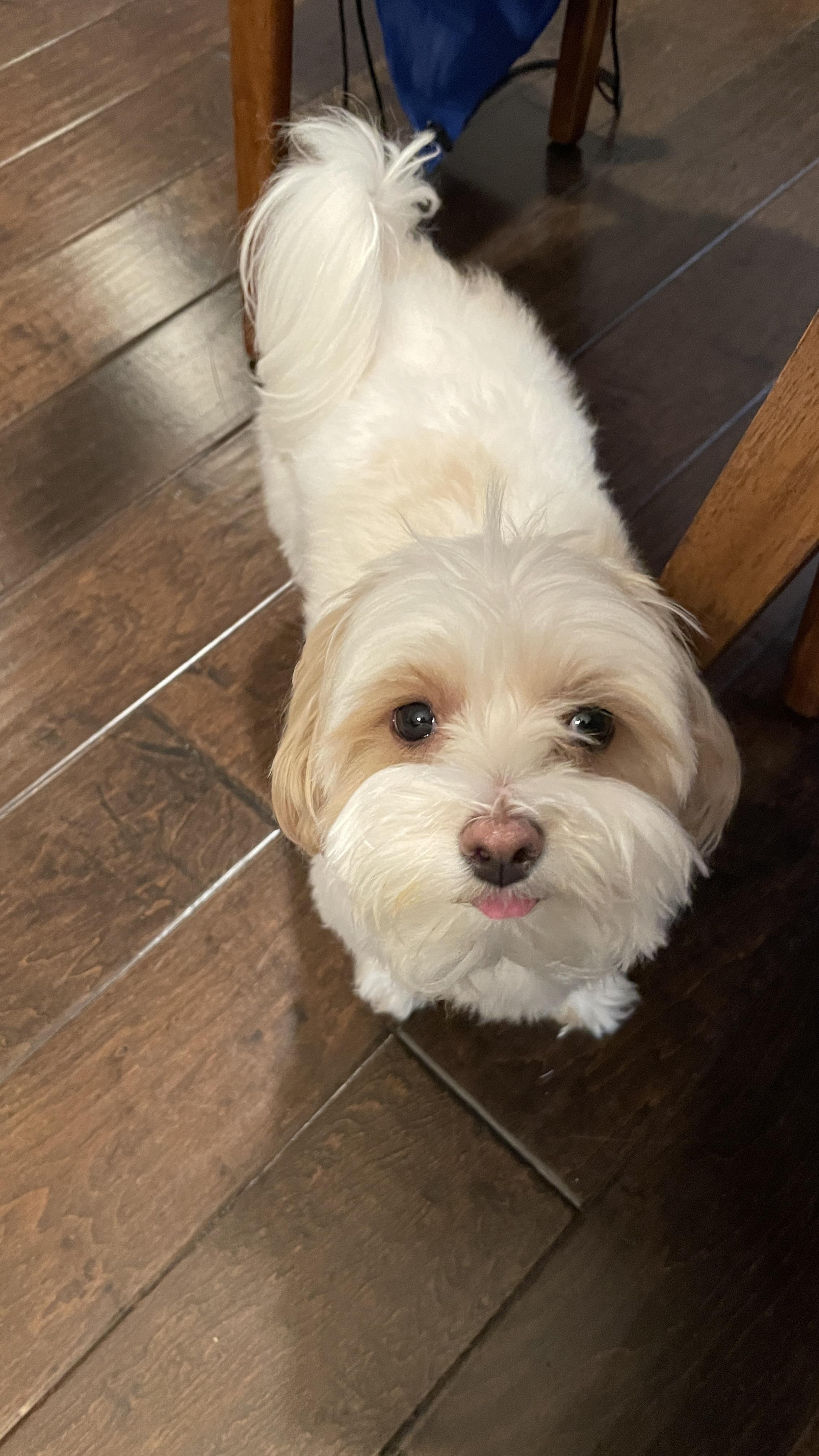 Hi. Give me food r/Maltipoo