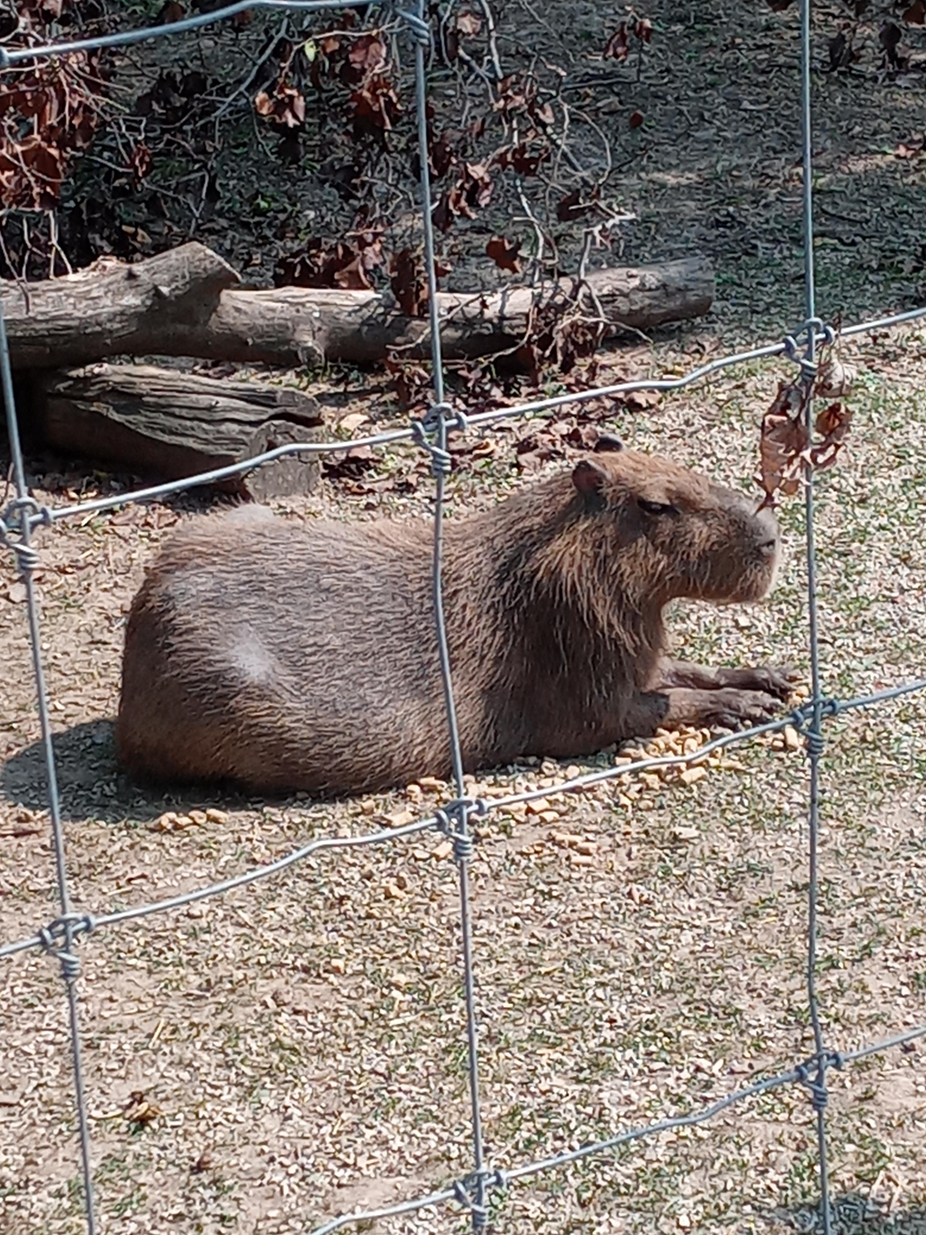 I met this lad back in September at a petting zoo outside St. Louis