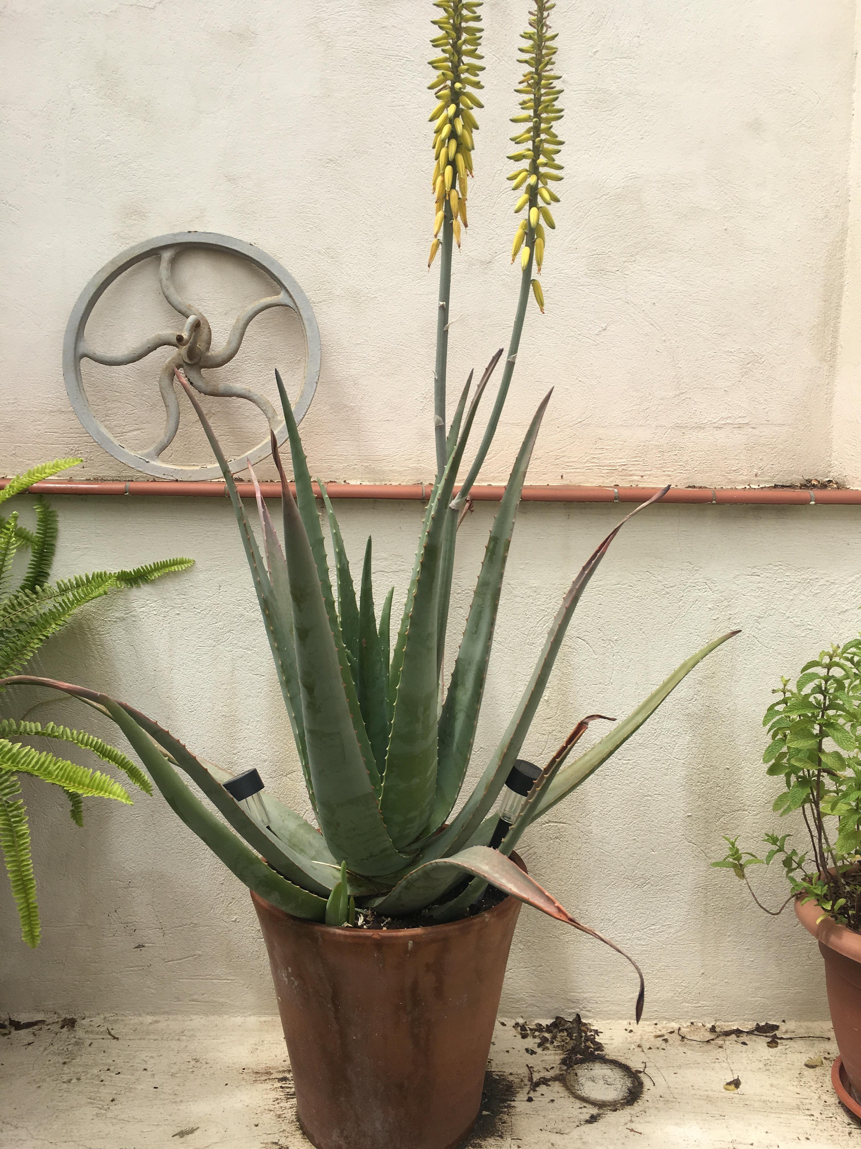 Aloe Vera Plant With Flower