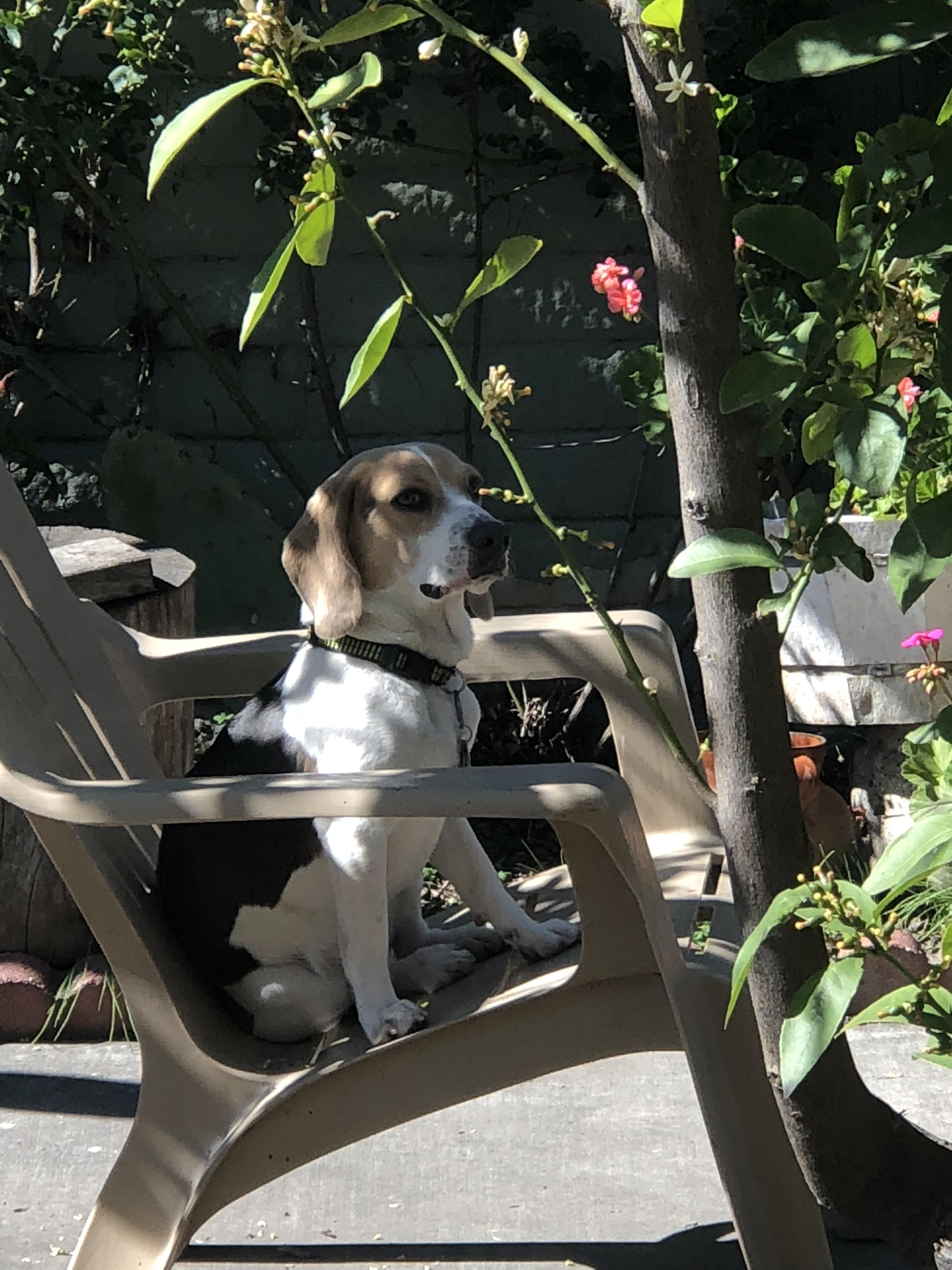 Enjoying the Bay Area weather r/beagles