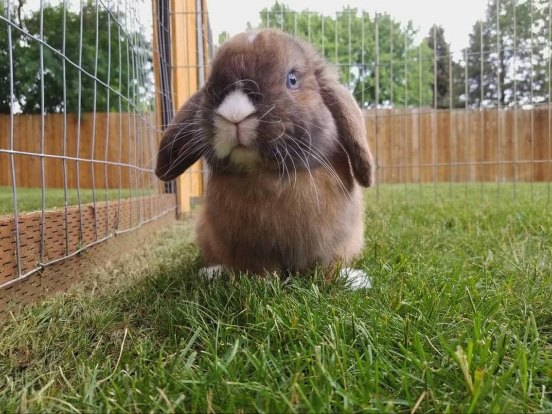 My boy gets neutered tomorrow, what can I do to prepare so he has the