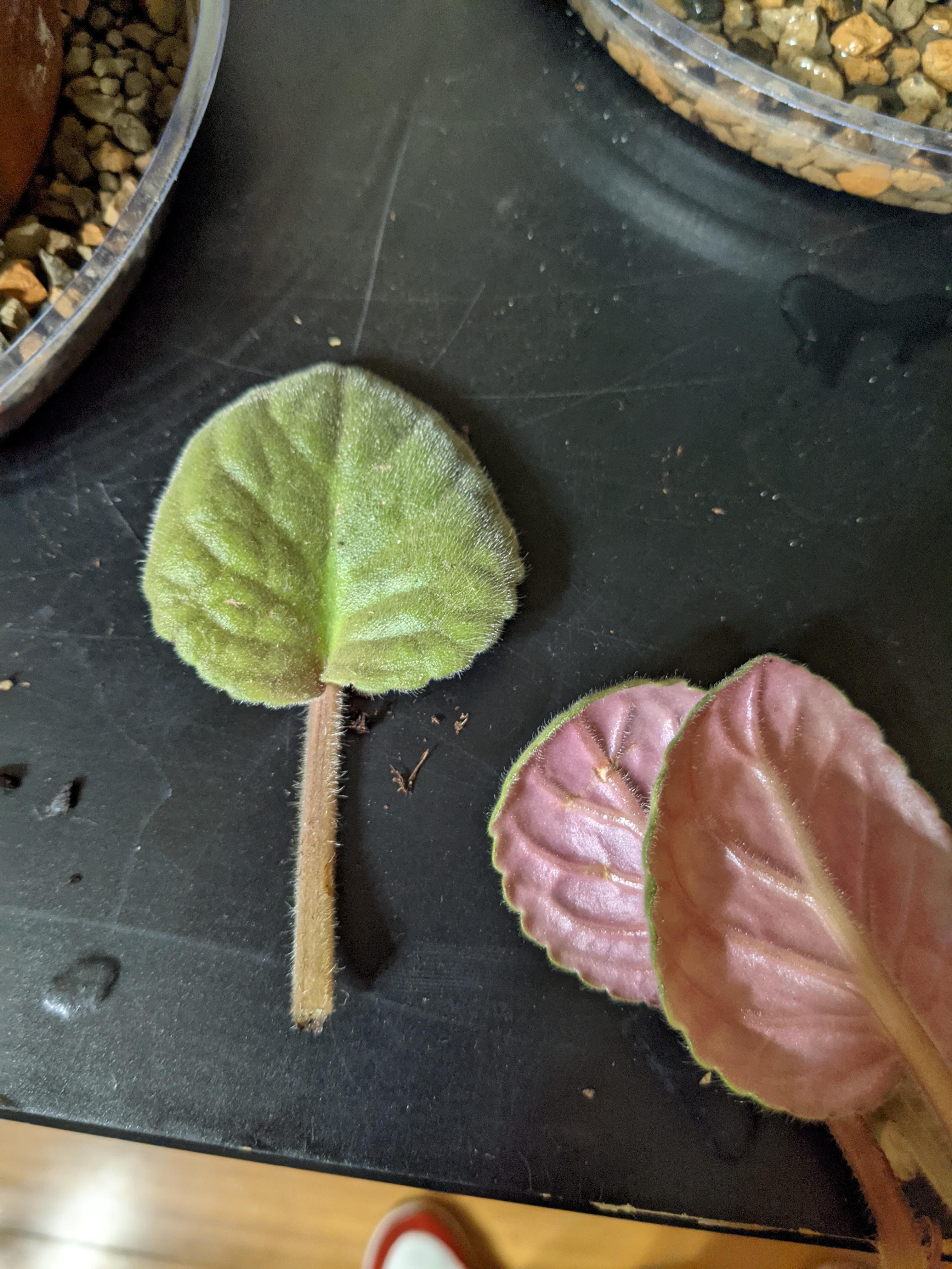 Rooting African violet leaves? Can it be done? Any tips? r/houseplants