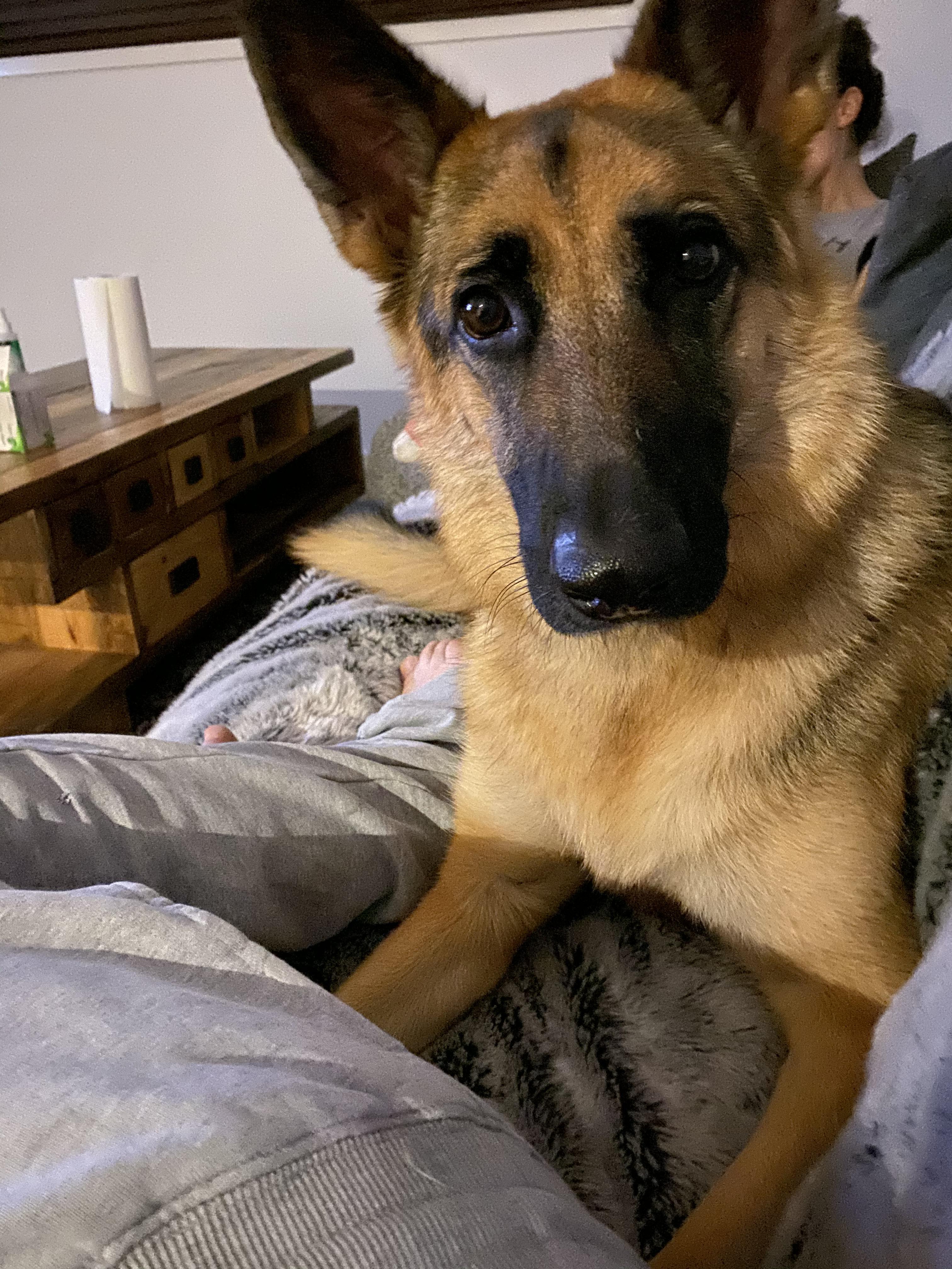 I noticed another Redditor had a German Shepherd called Ava. So I