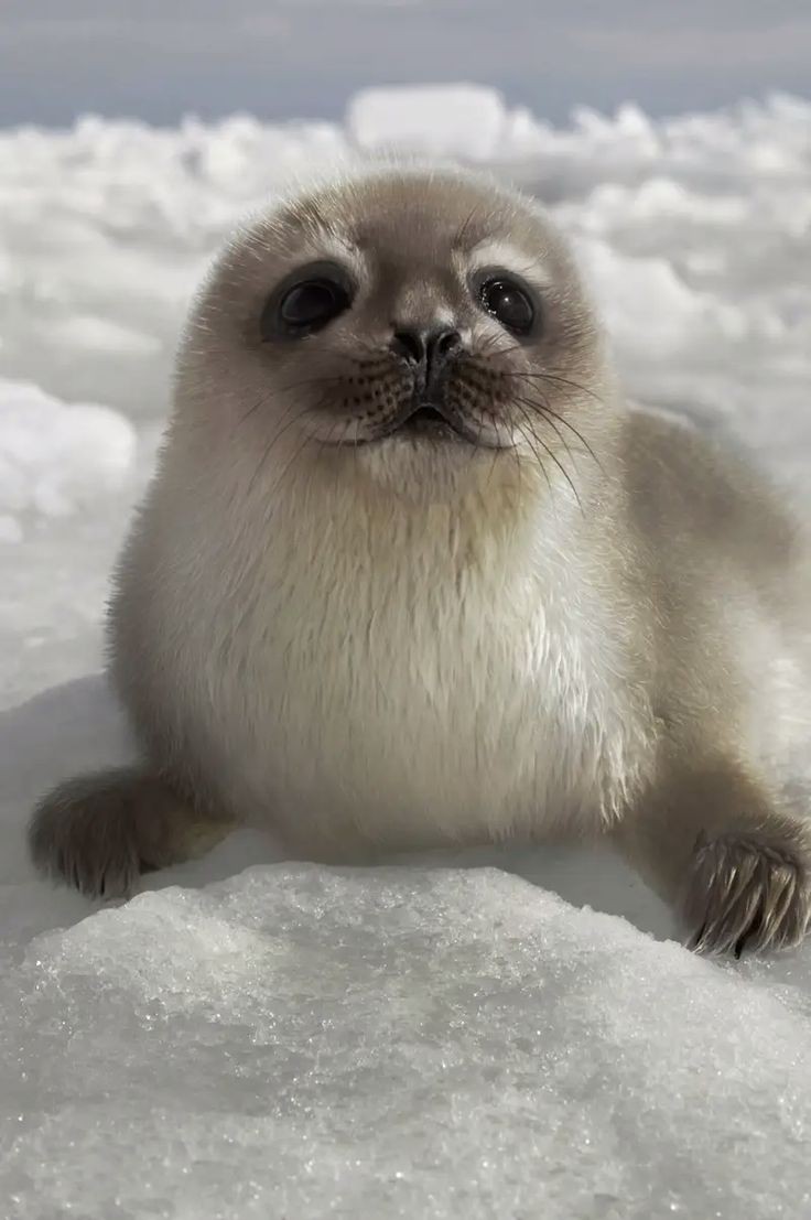 Baby harp seal r/SmolSeals