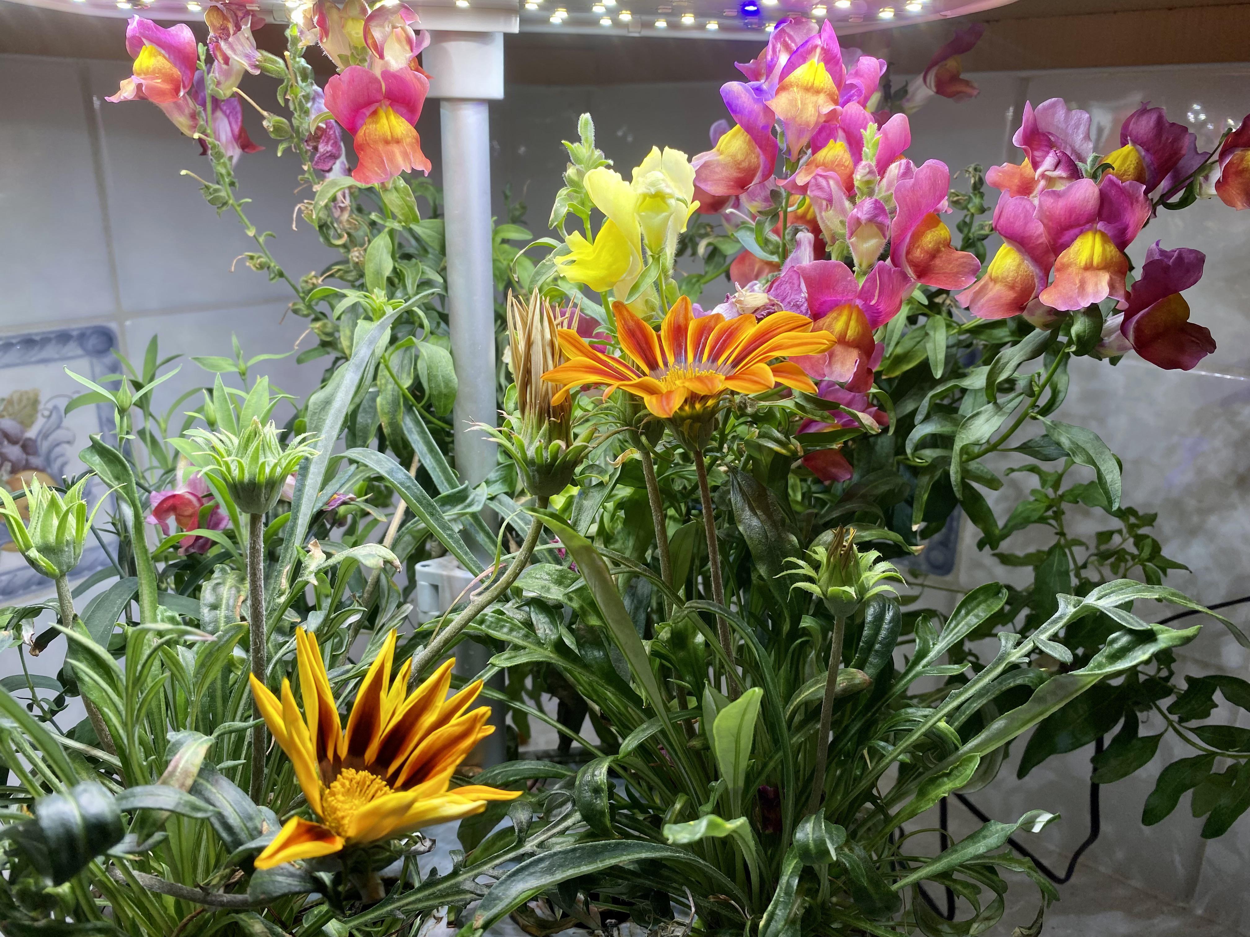 Day 85 4 Mountain Meadows Flower Pods. All I do is clip dead flowers